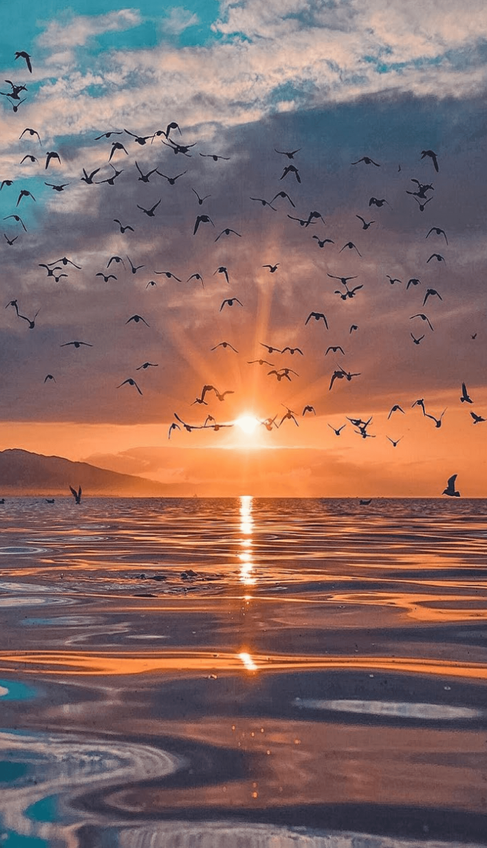 Sea Sunset Shore Birds Wallpapers