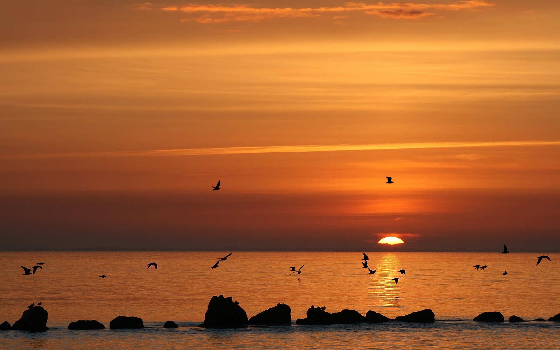 Sea Sunset Shore Birds Wallpapers