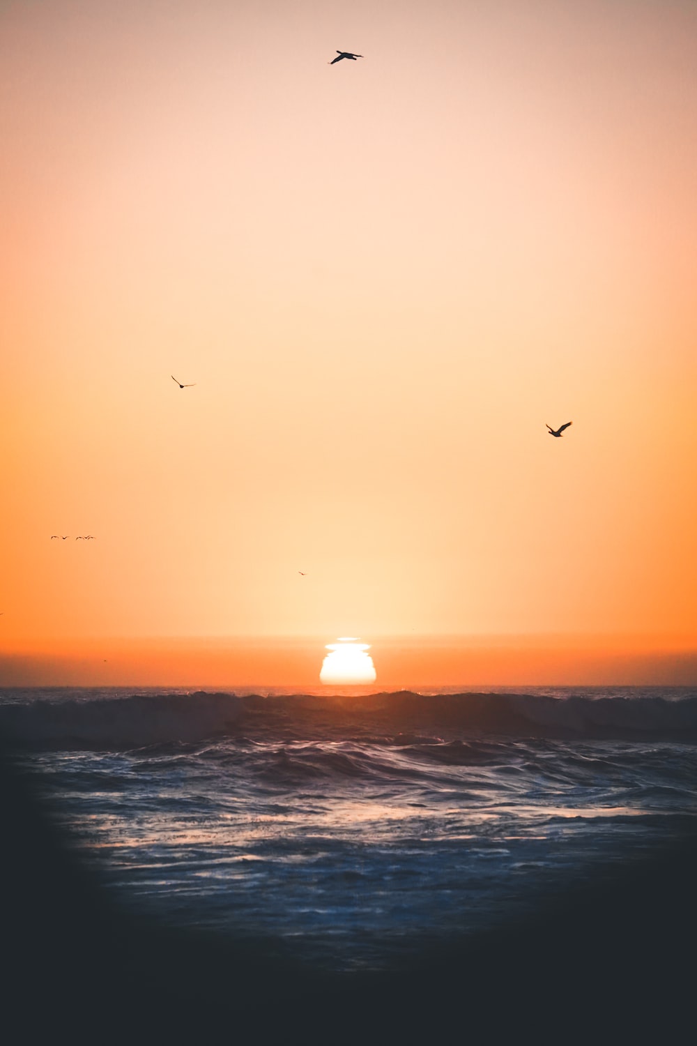 Sea Sunset Shore Birds Wallpapers