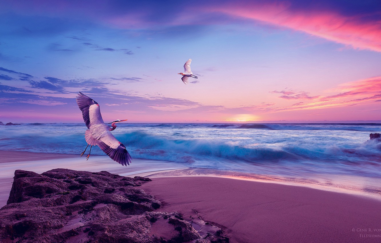 Sea Sunset Shore Birds Wallpapers