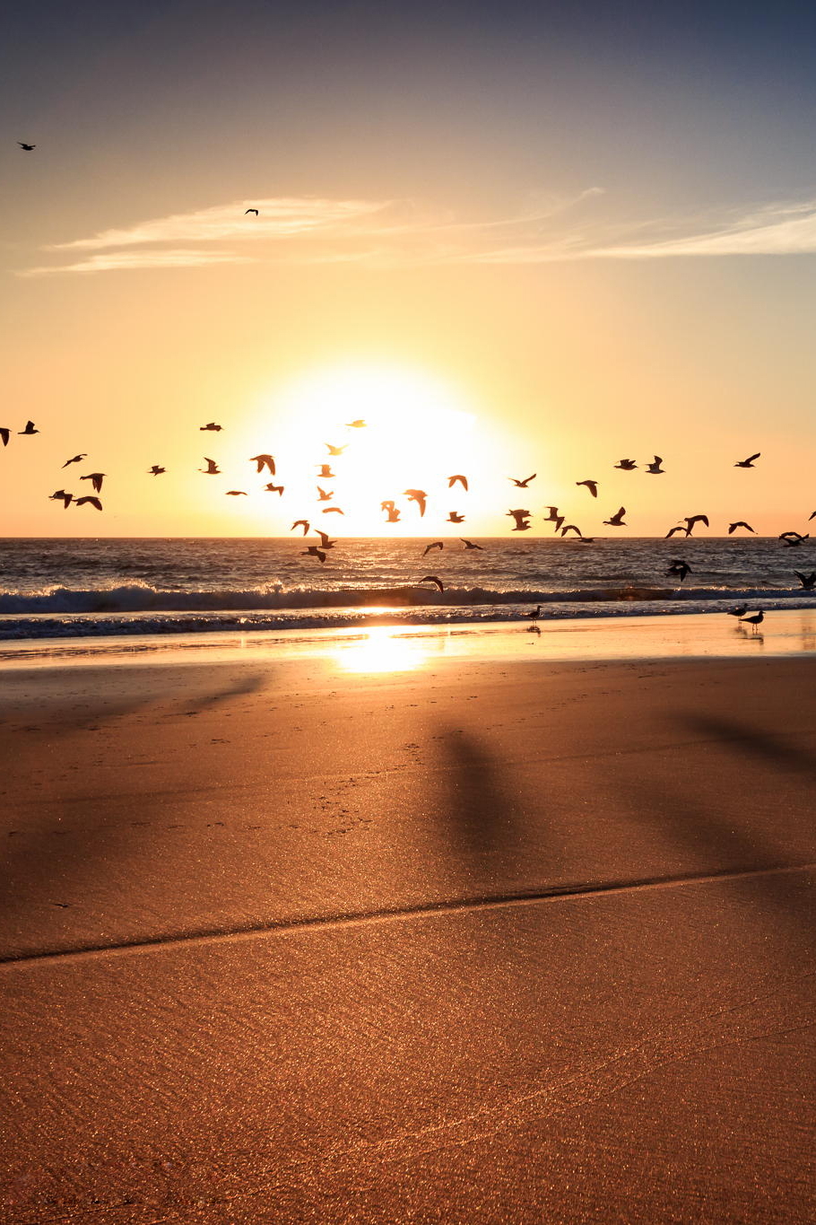 Sea Sunset Shore Birds Wallpapers