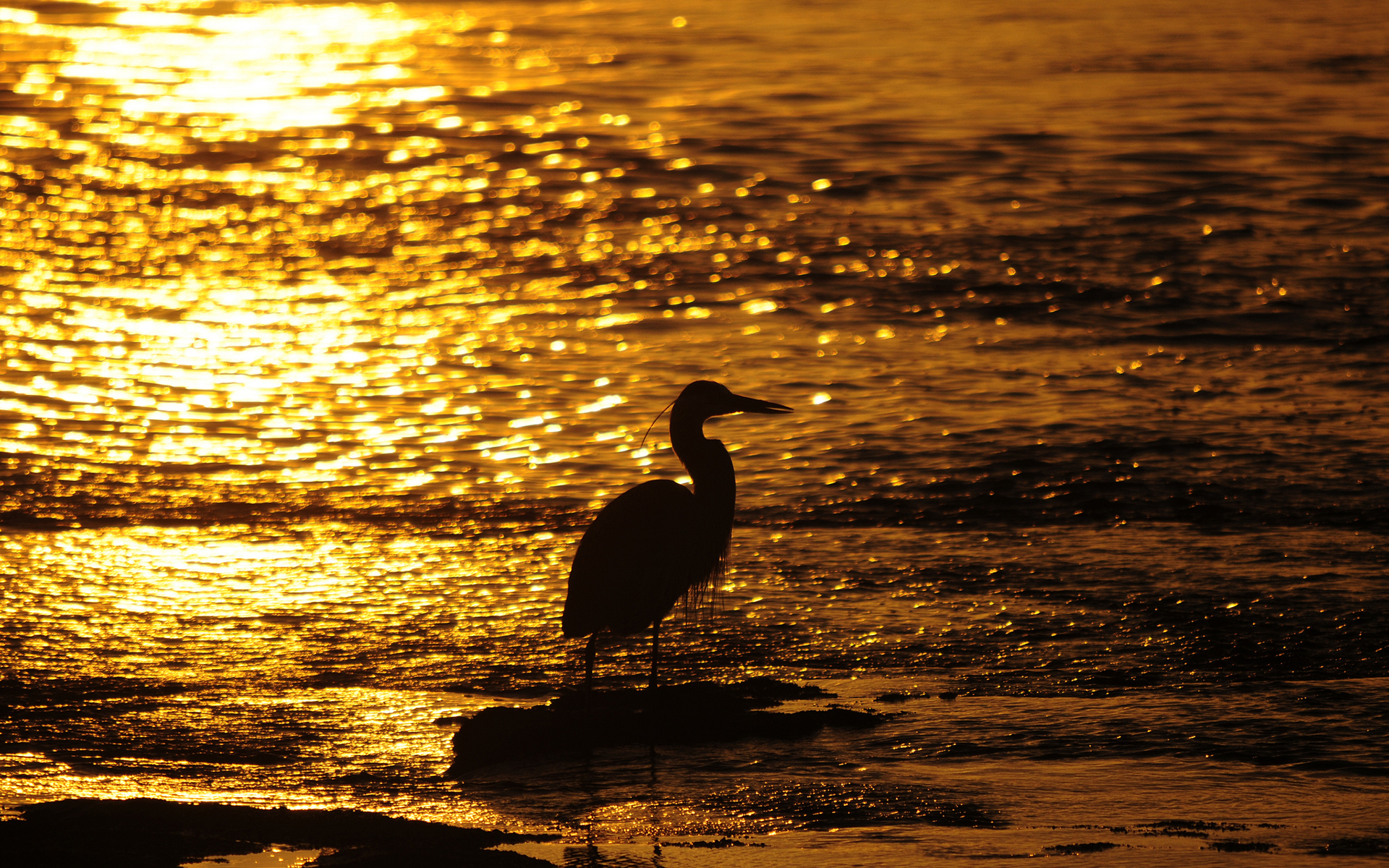 Sea Sunset Shore Birds Wallpapers