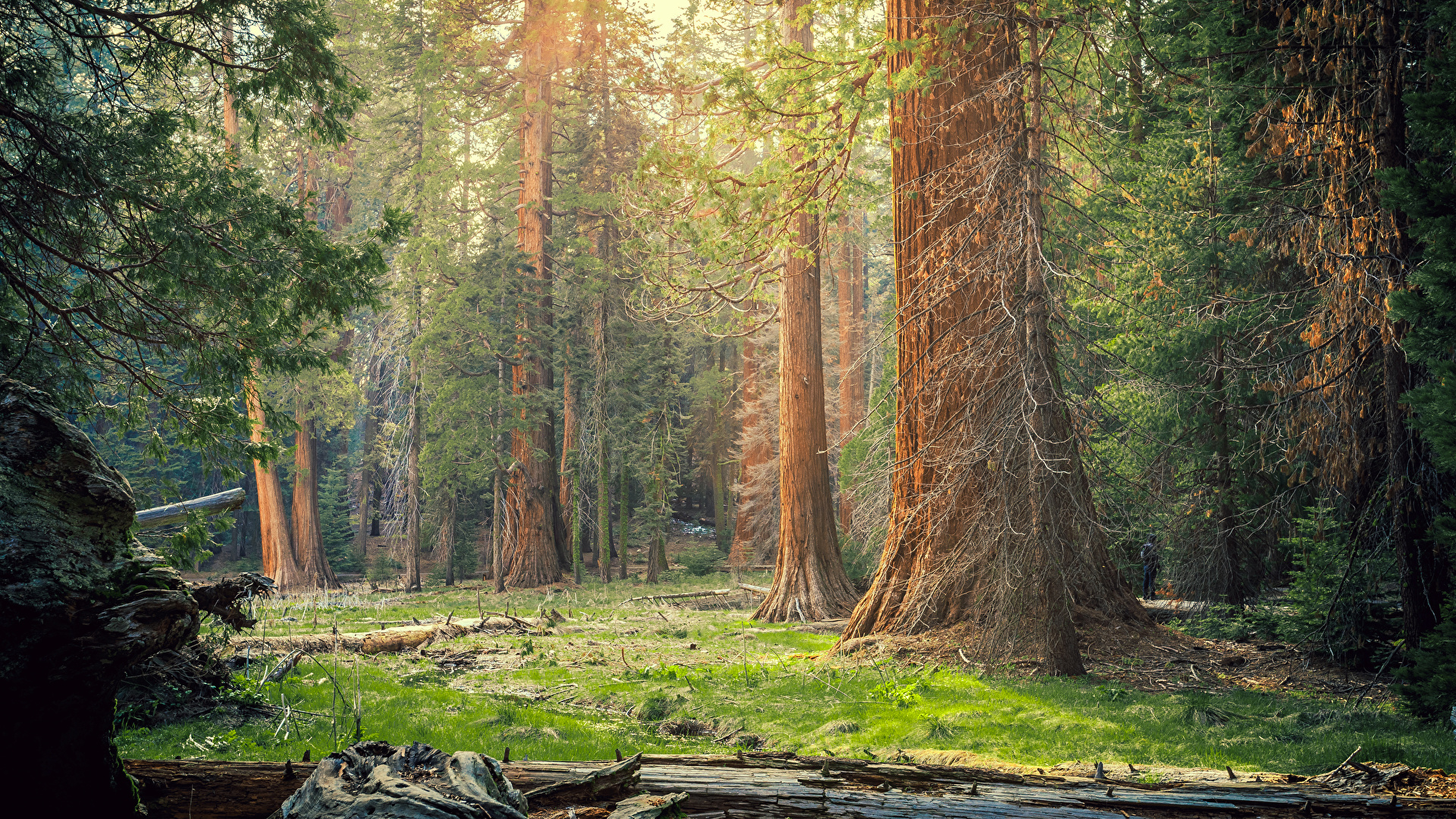 Sequoia National Park Wallpapers