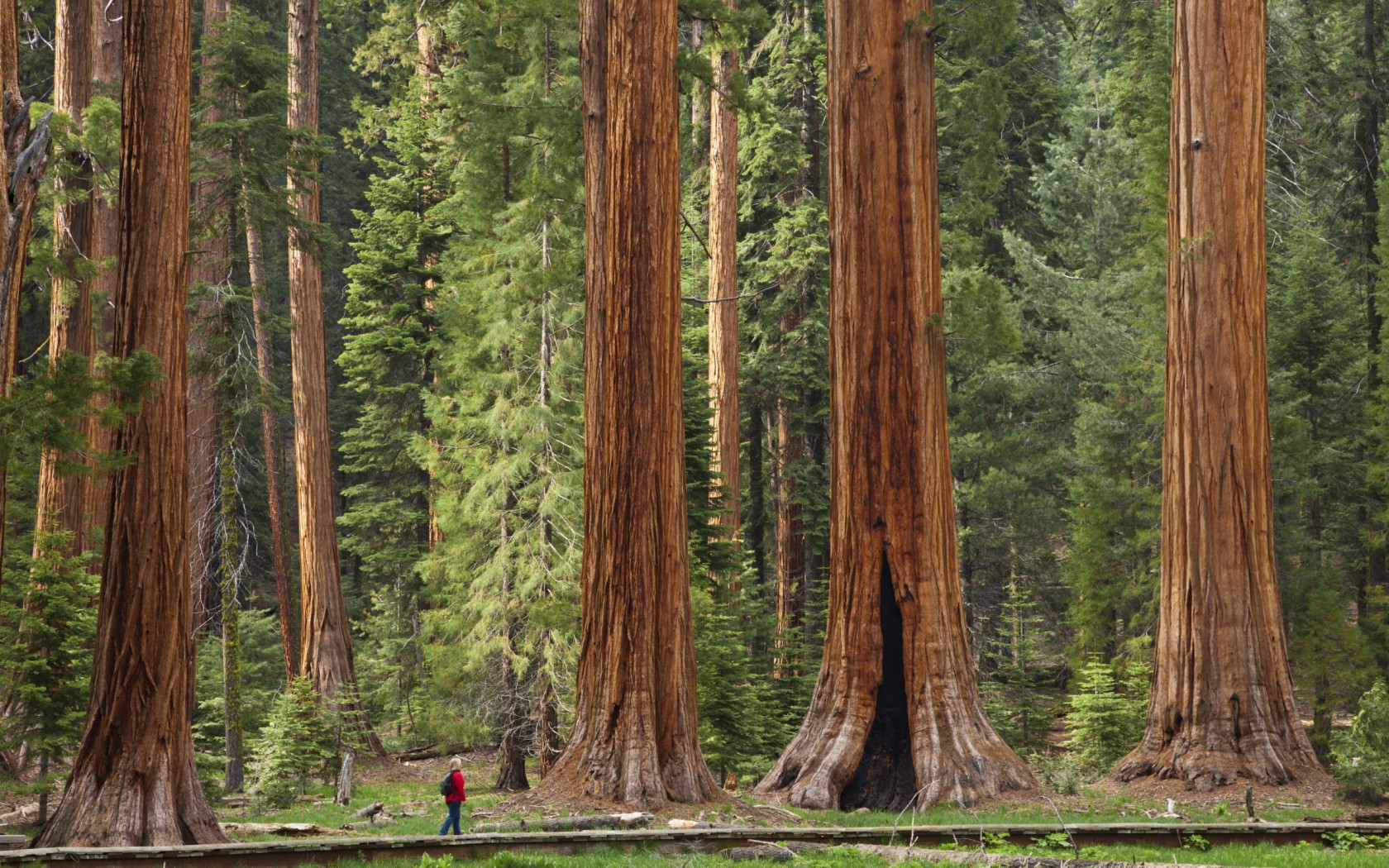 Sequoia National Park Wallpapers