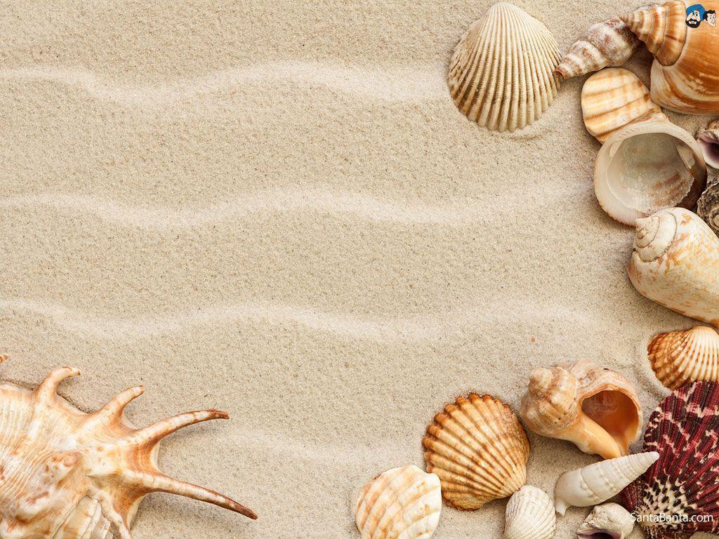 Shell Wallpapers