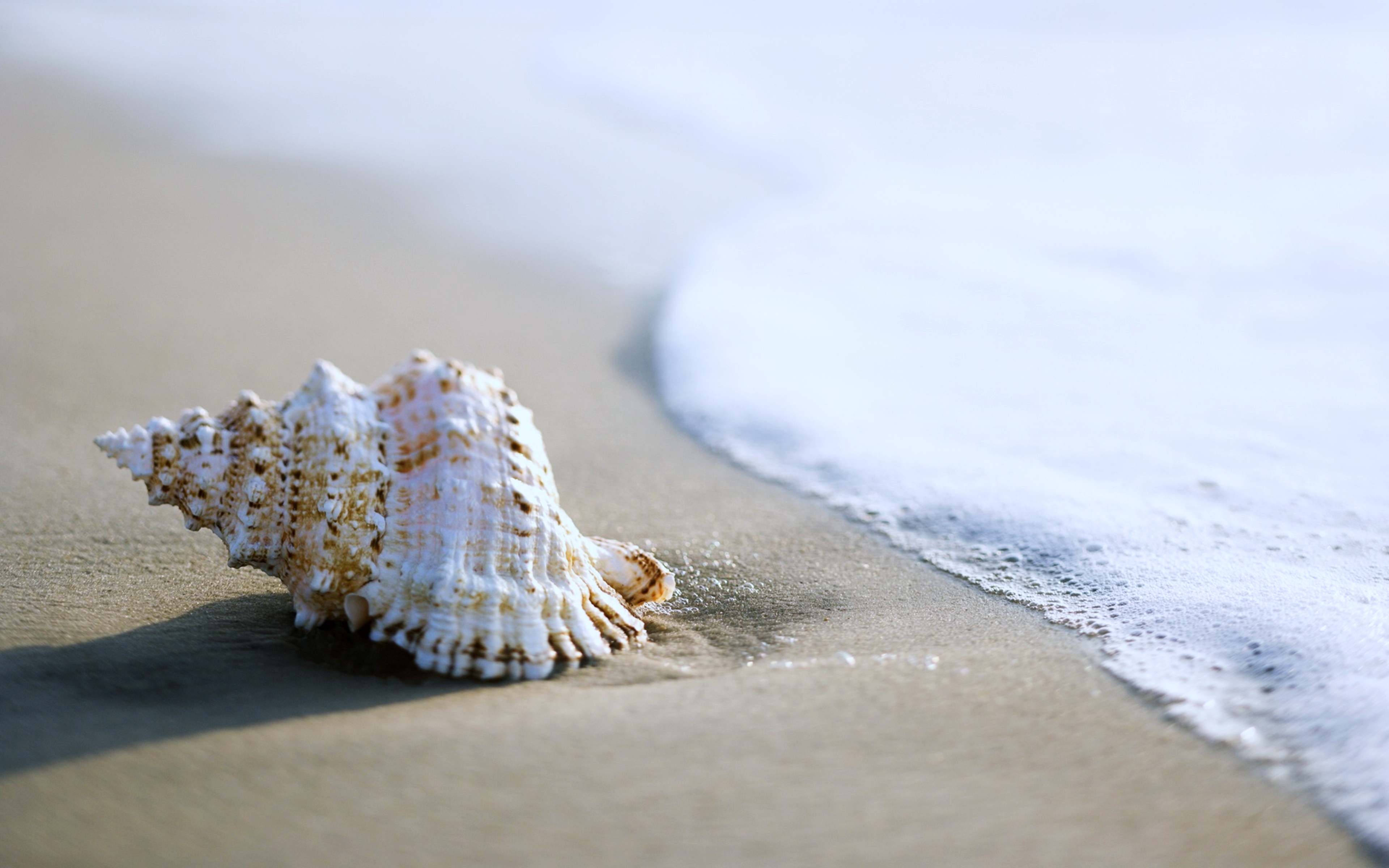 Shell Wallpapers