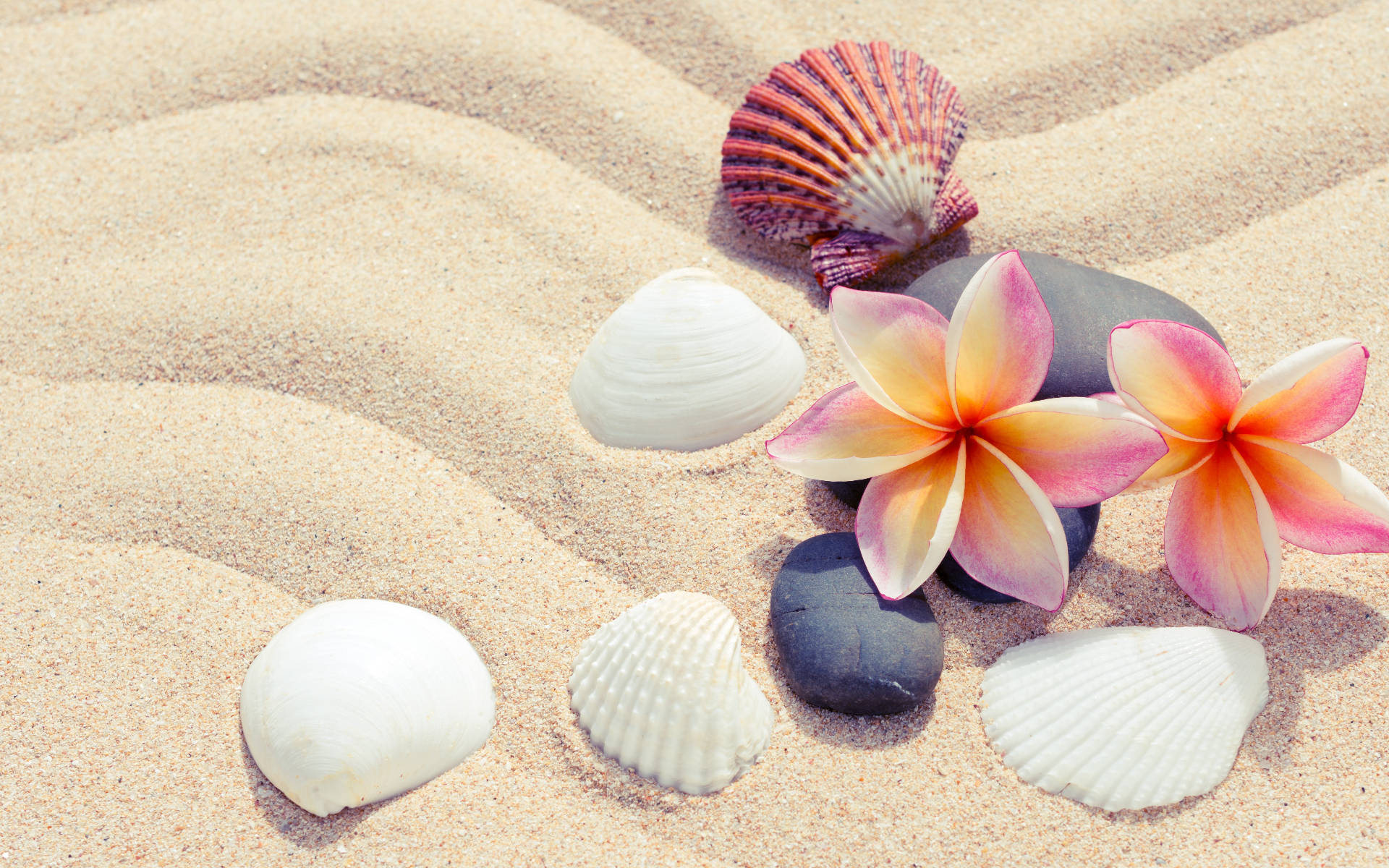 Shell Wallpapers