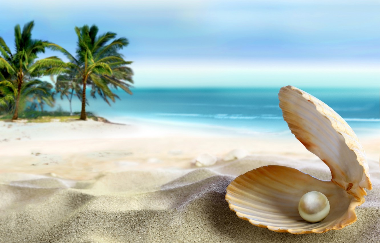 Shell Wallpapers