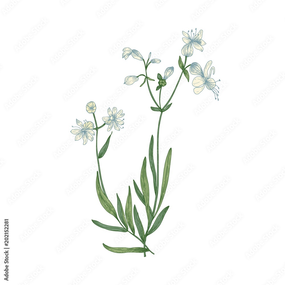 Silene Vulgaris Wallpapers