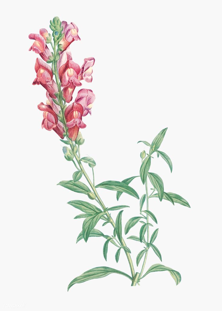 Snapdragons Wallpapers