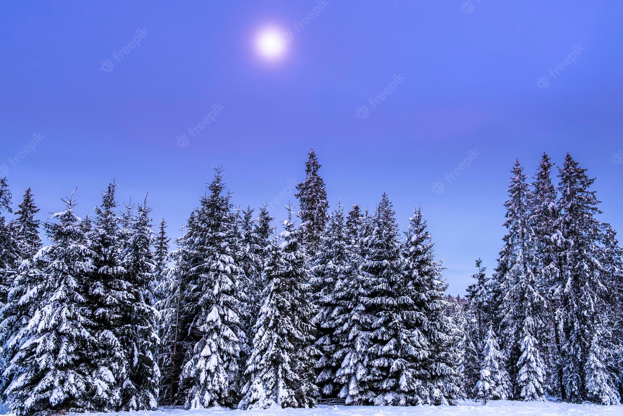 Snnow-Covered Fir Trees At Dusk In Twilight Moon Wallpapers