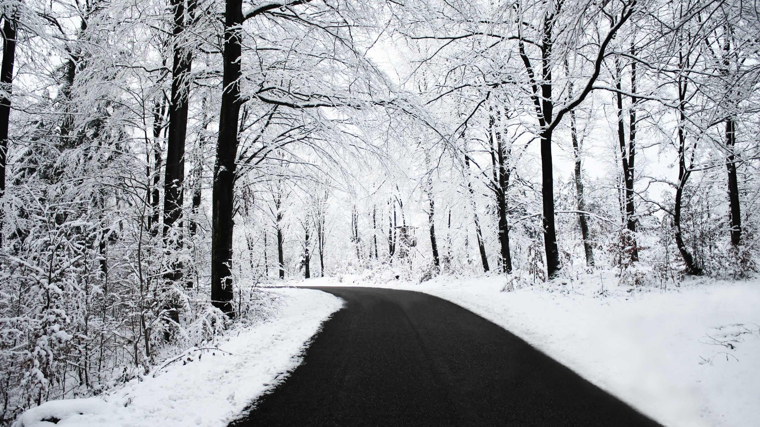 Snow Covered Forest Road Wallpapers