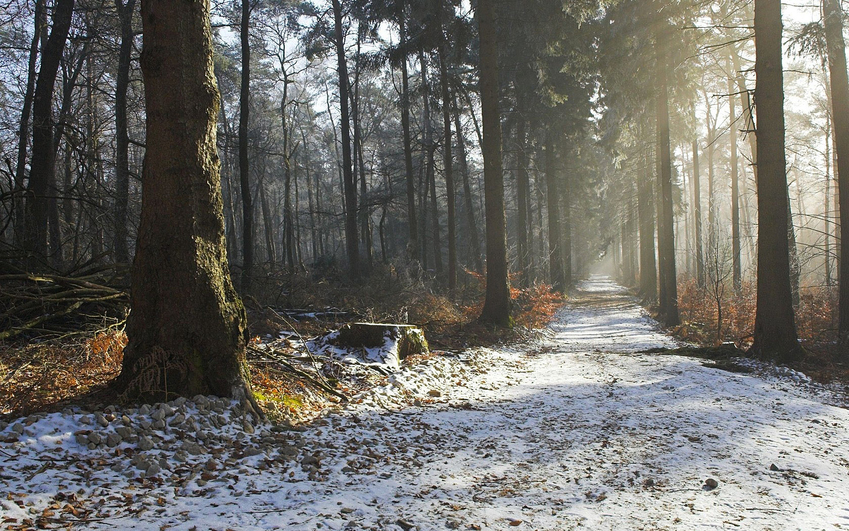 Snow Covered Forest Road Wallpapers