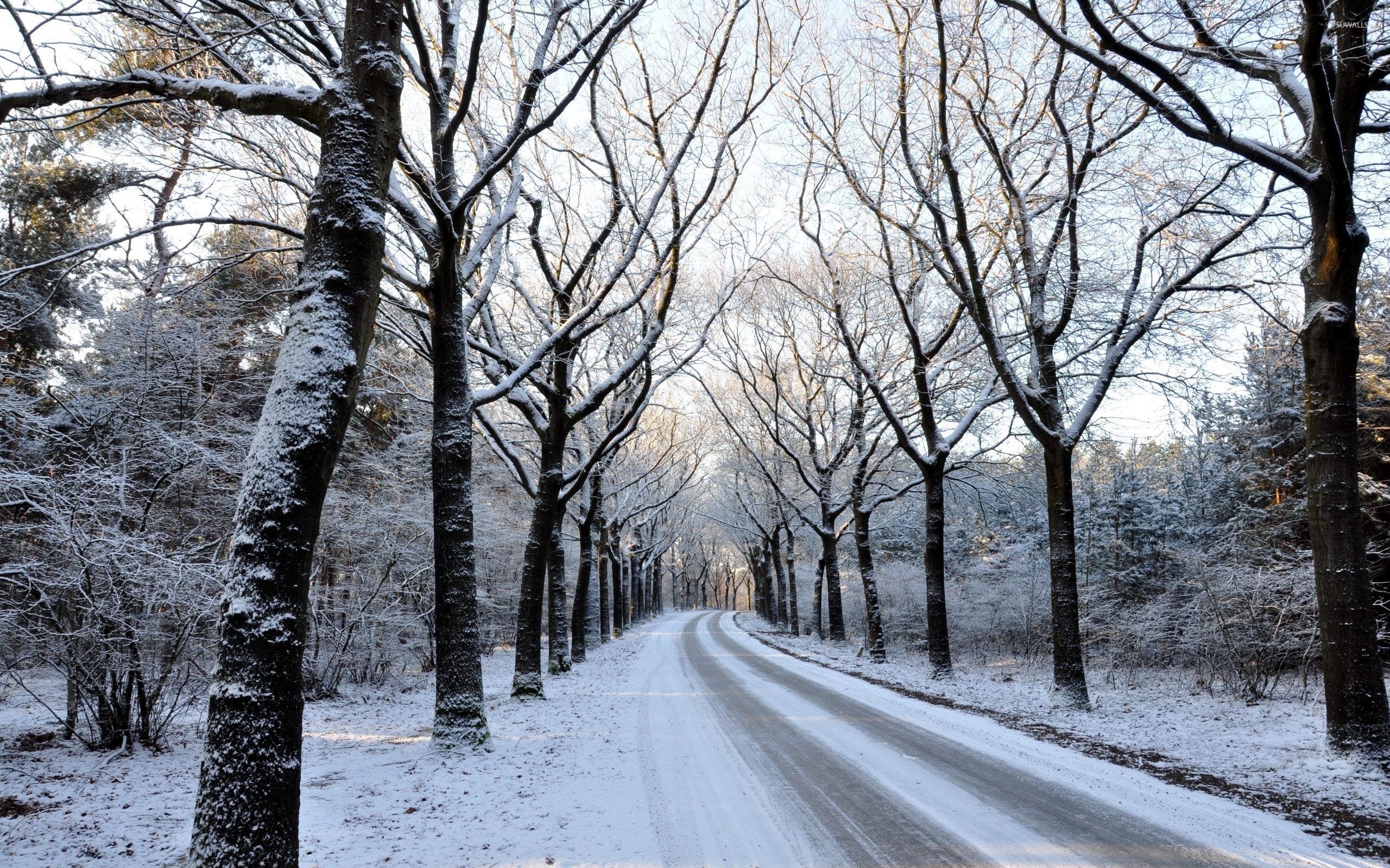 Snow Covered Forest Road Wallpapers