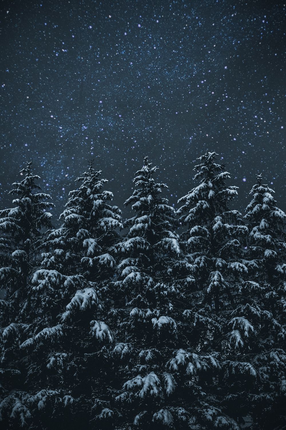 Snow Sky Stars Trees Wallpapers