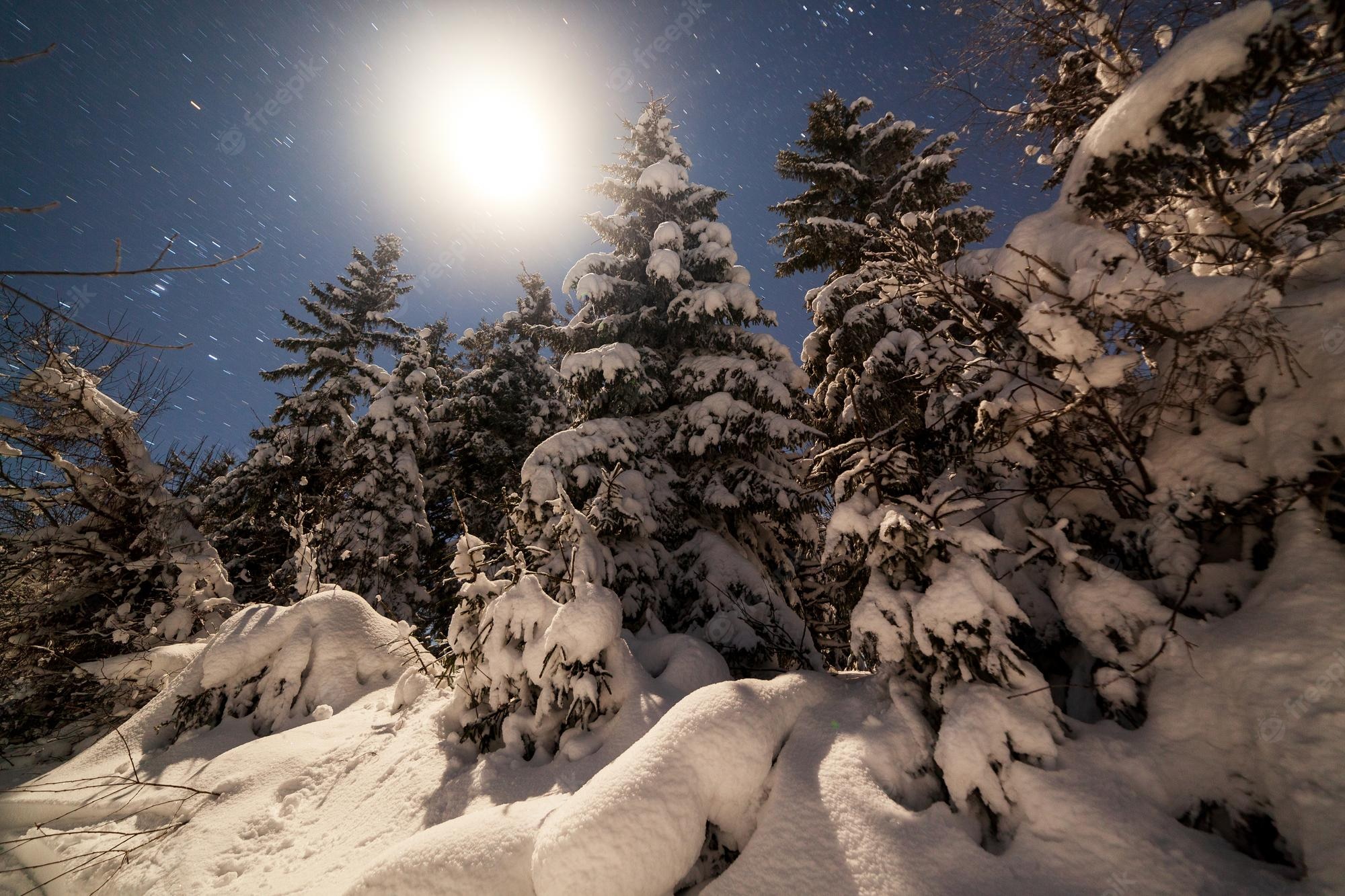 Snow Sky Stars Trees Wallpapers