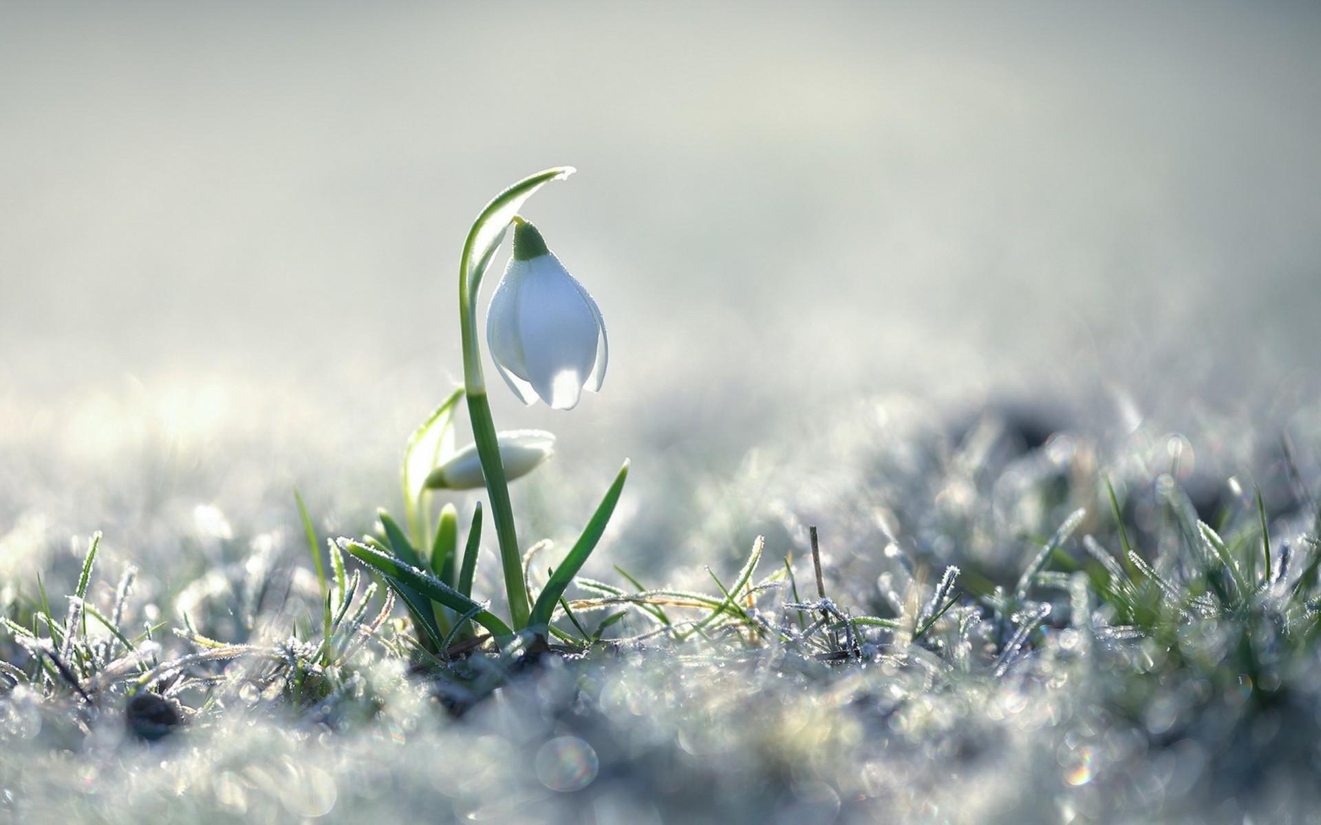 Snowdrop Wallpapers