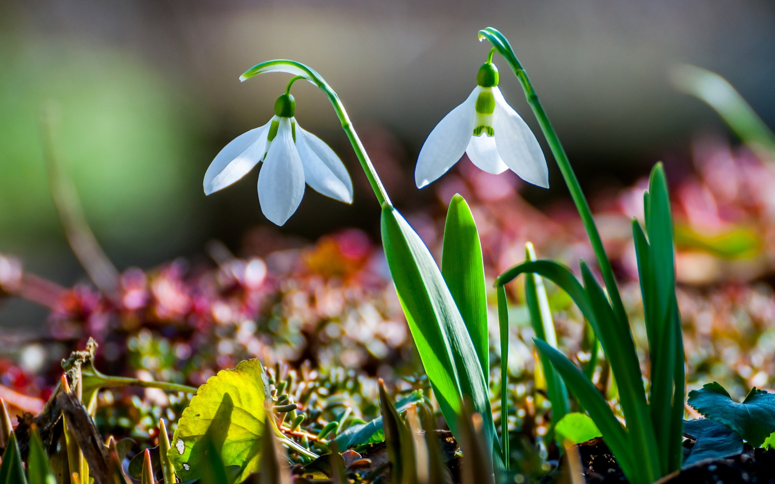 Snowdrop Wallpapers