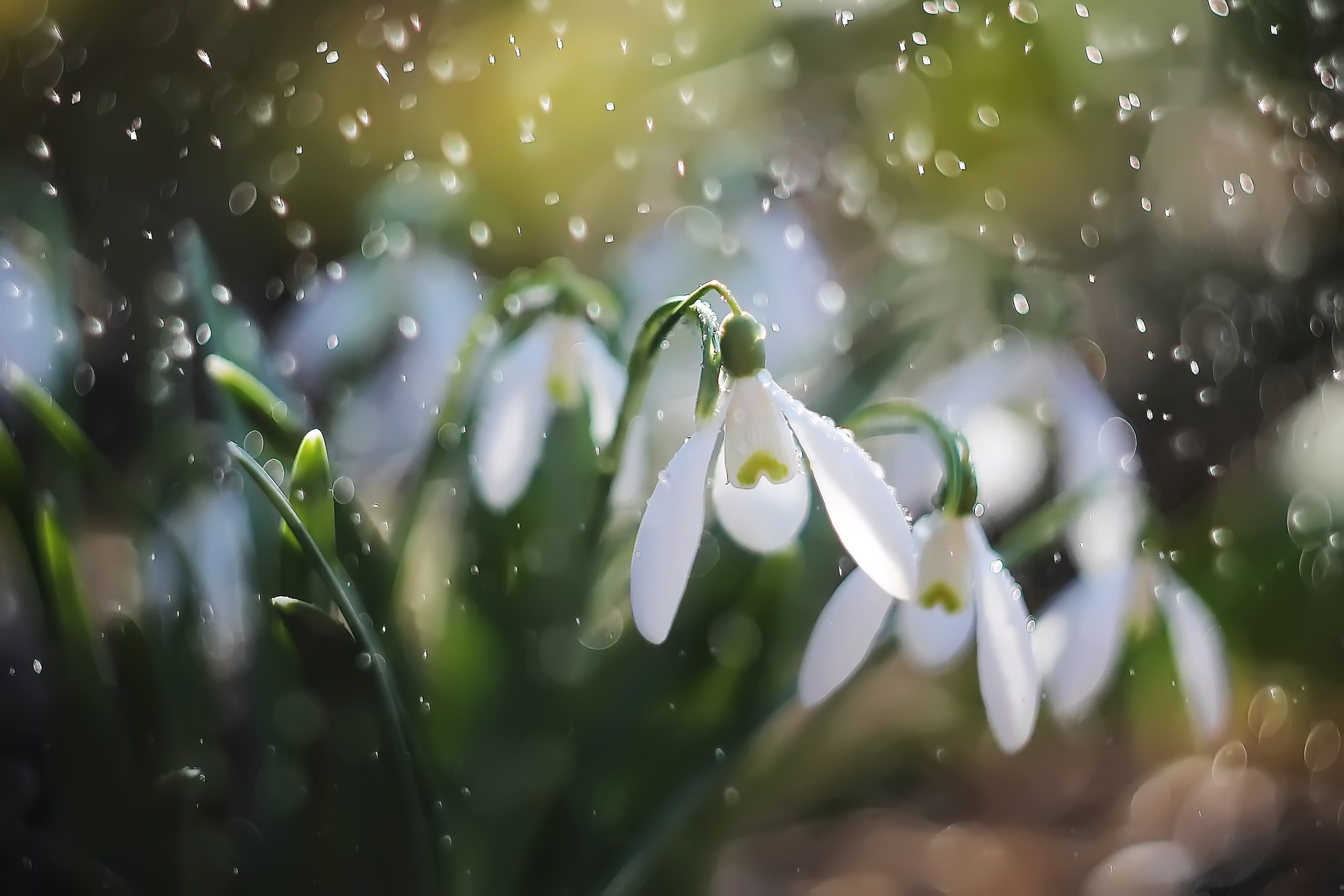 Snowdrop Wallpapers