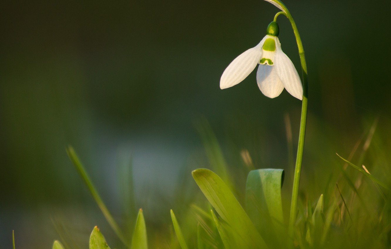 Snowdrop Wallpapers