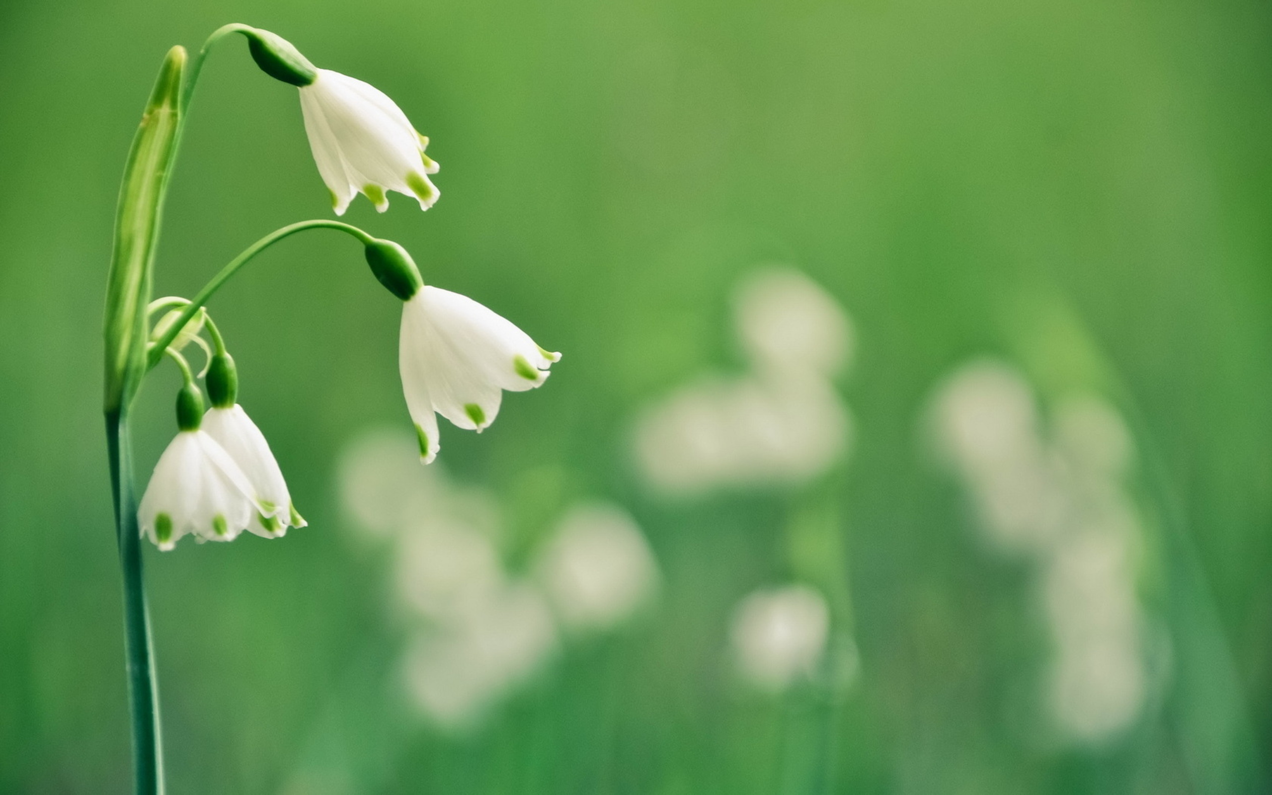 Snowdrop Wallpapers