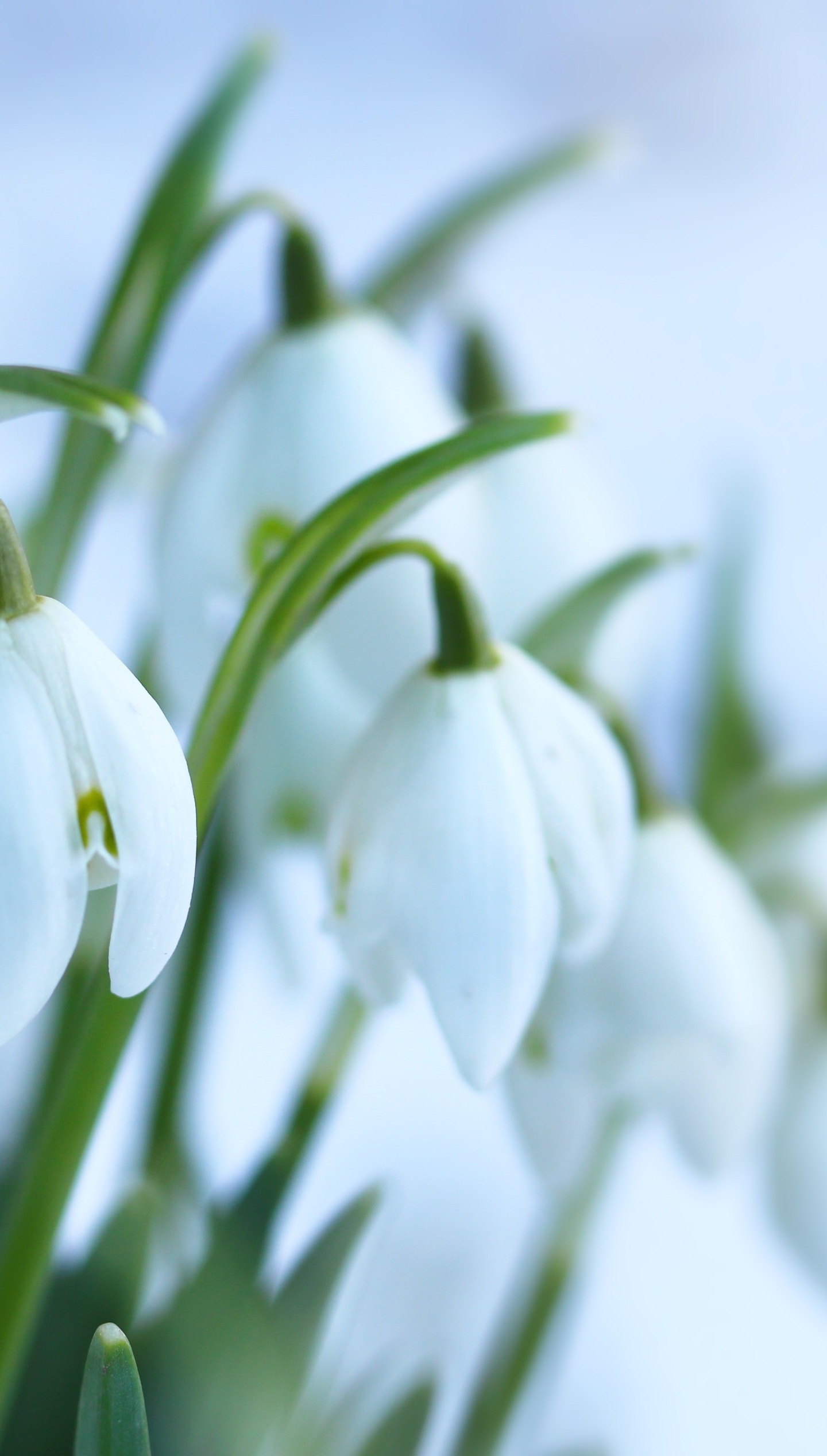 Snowdrop Wallpapers