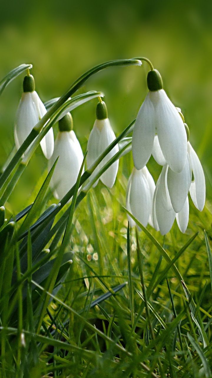 Snowdrop Wallpapers