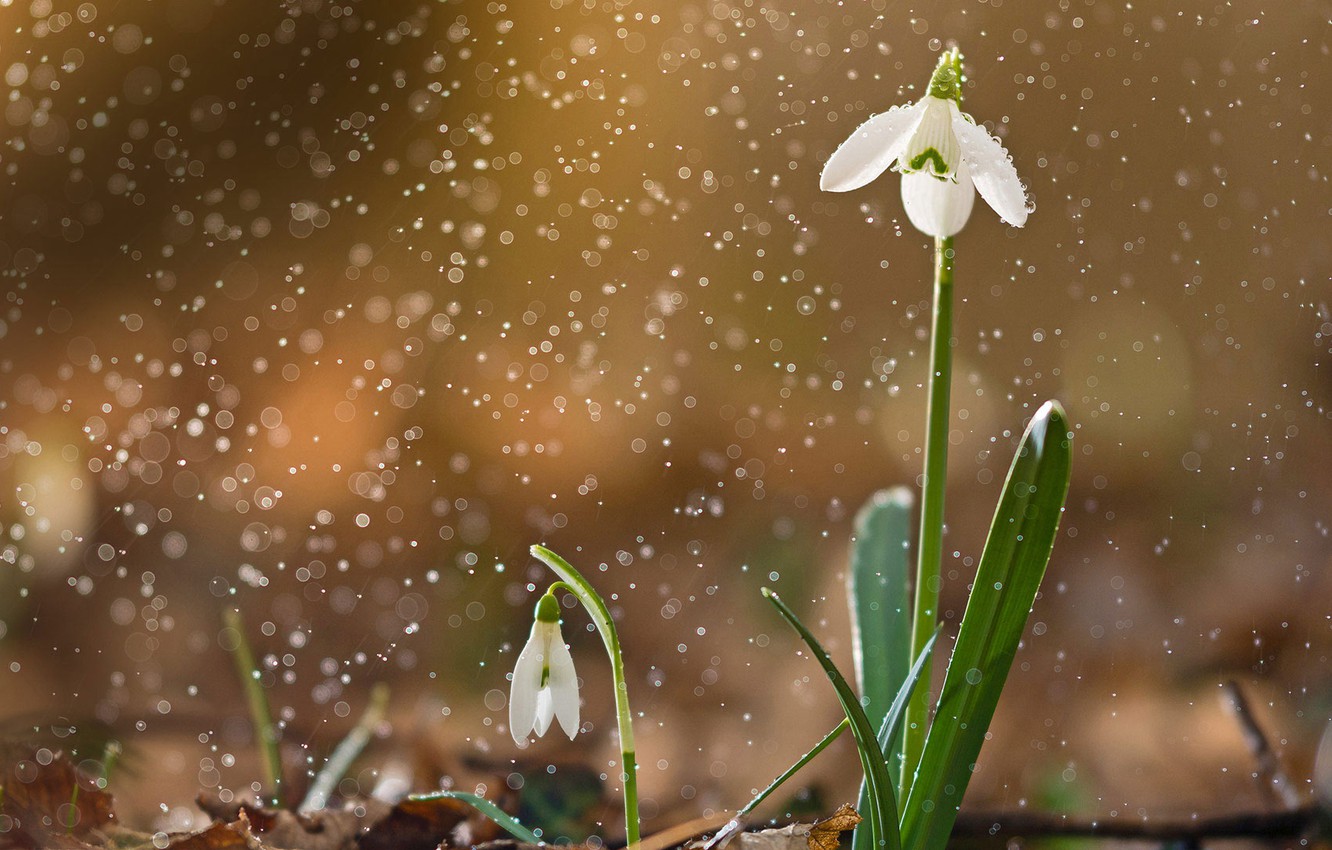 Snowdrop Wallpapers