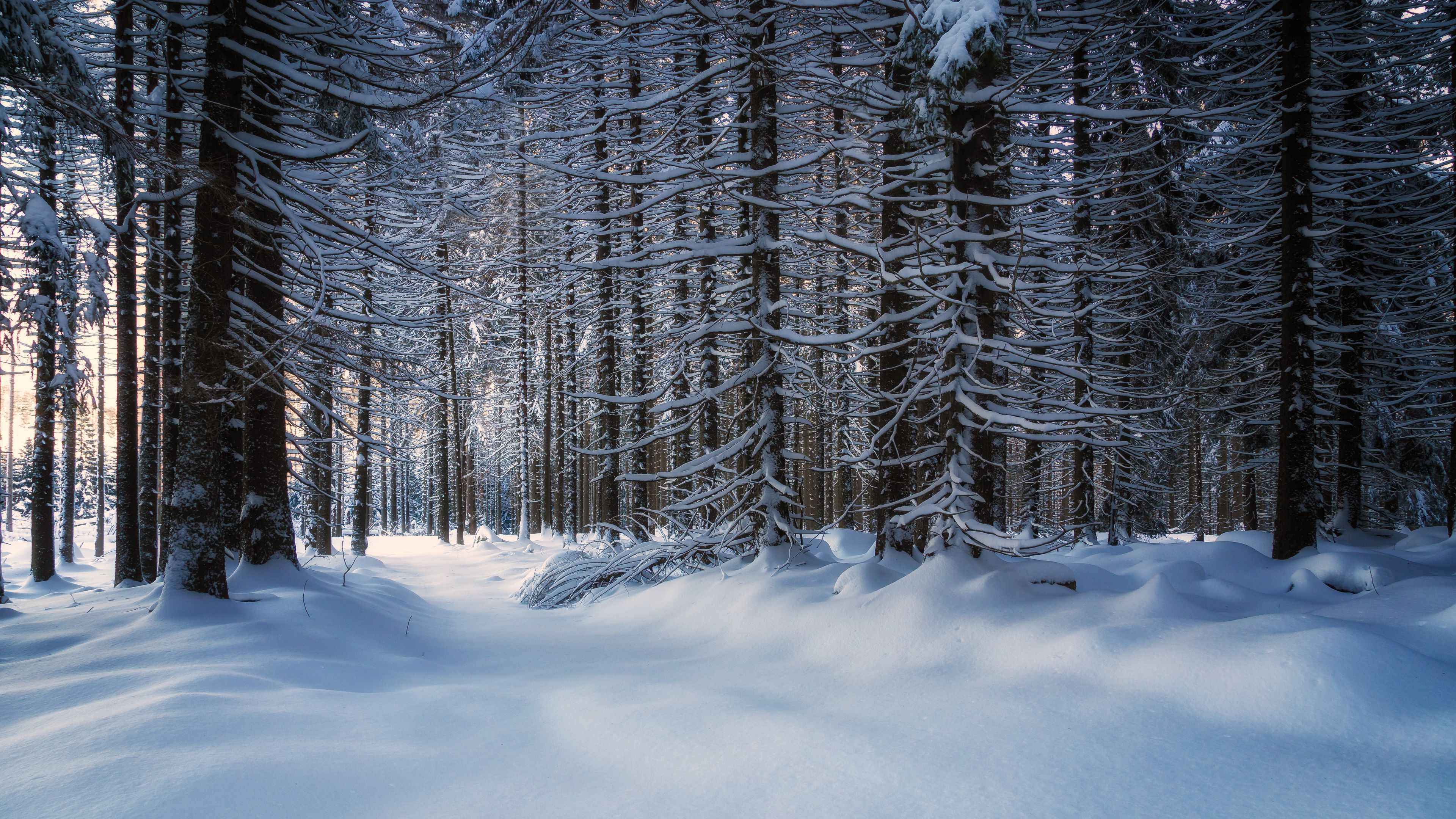 Snowy Forest 4K Wallpapers