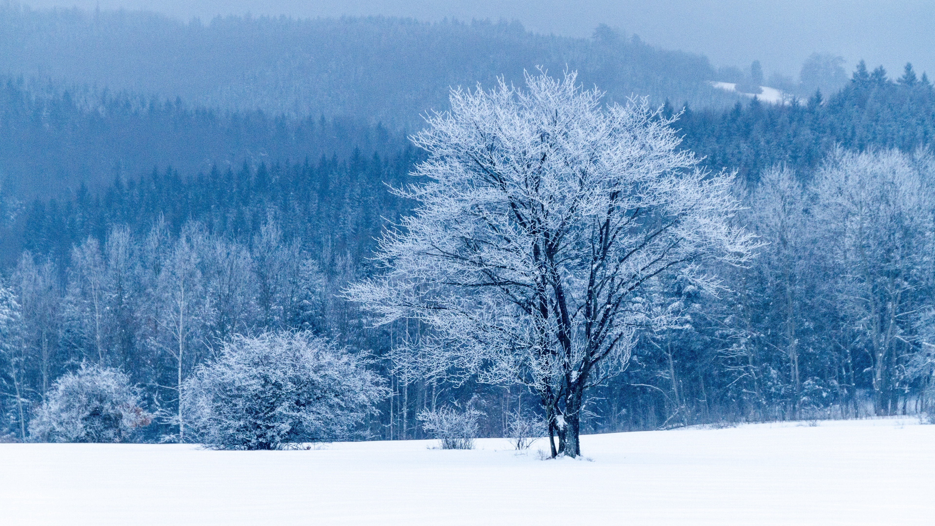 Snowy Forest 4K Wallpapers