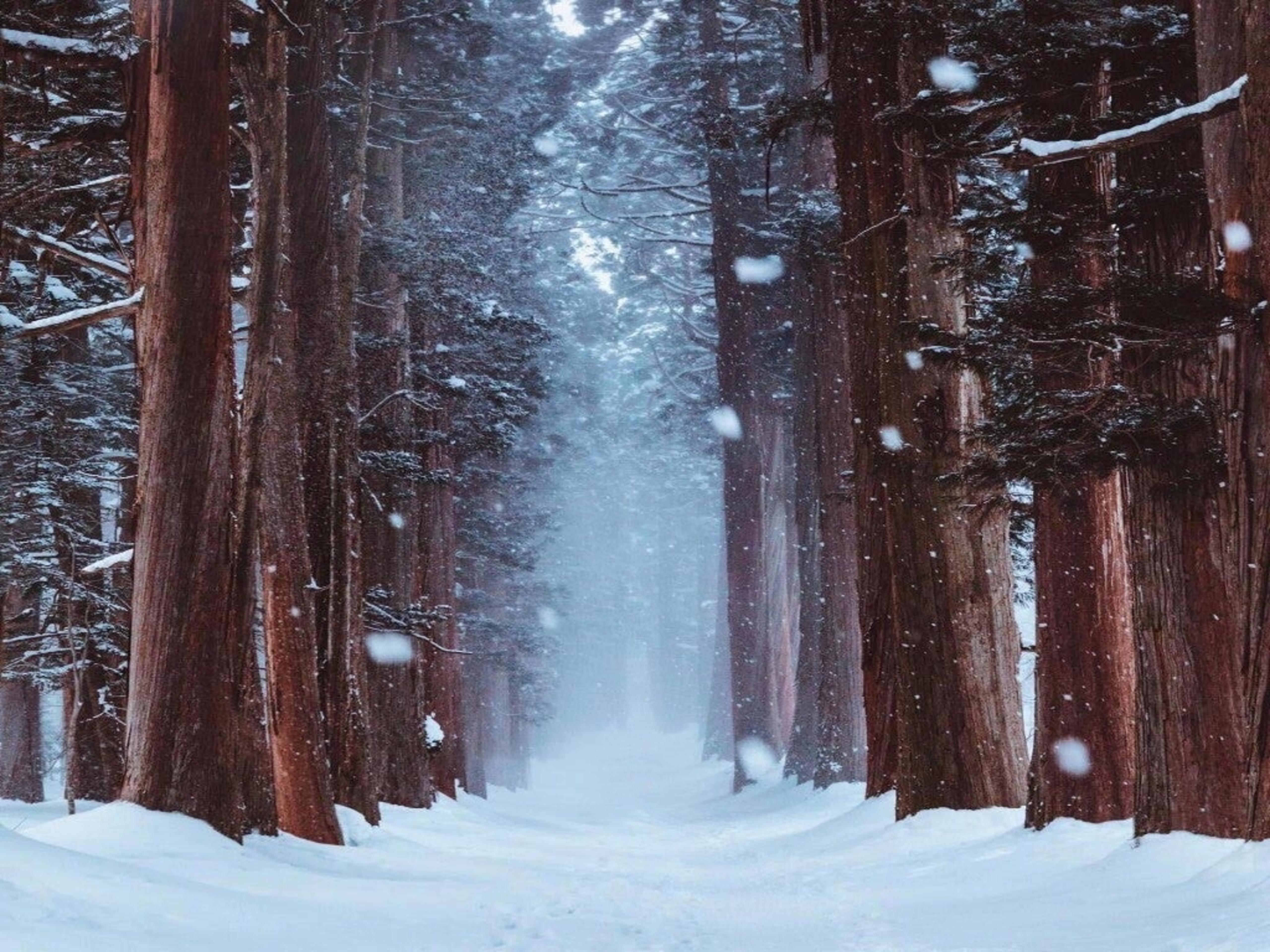 Snowy Forest 4K Wallpapers