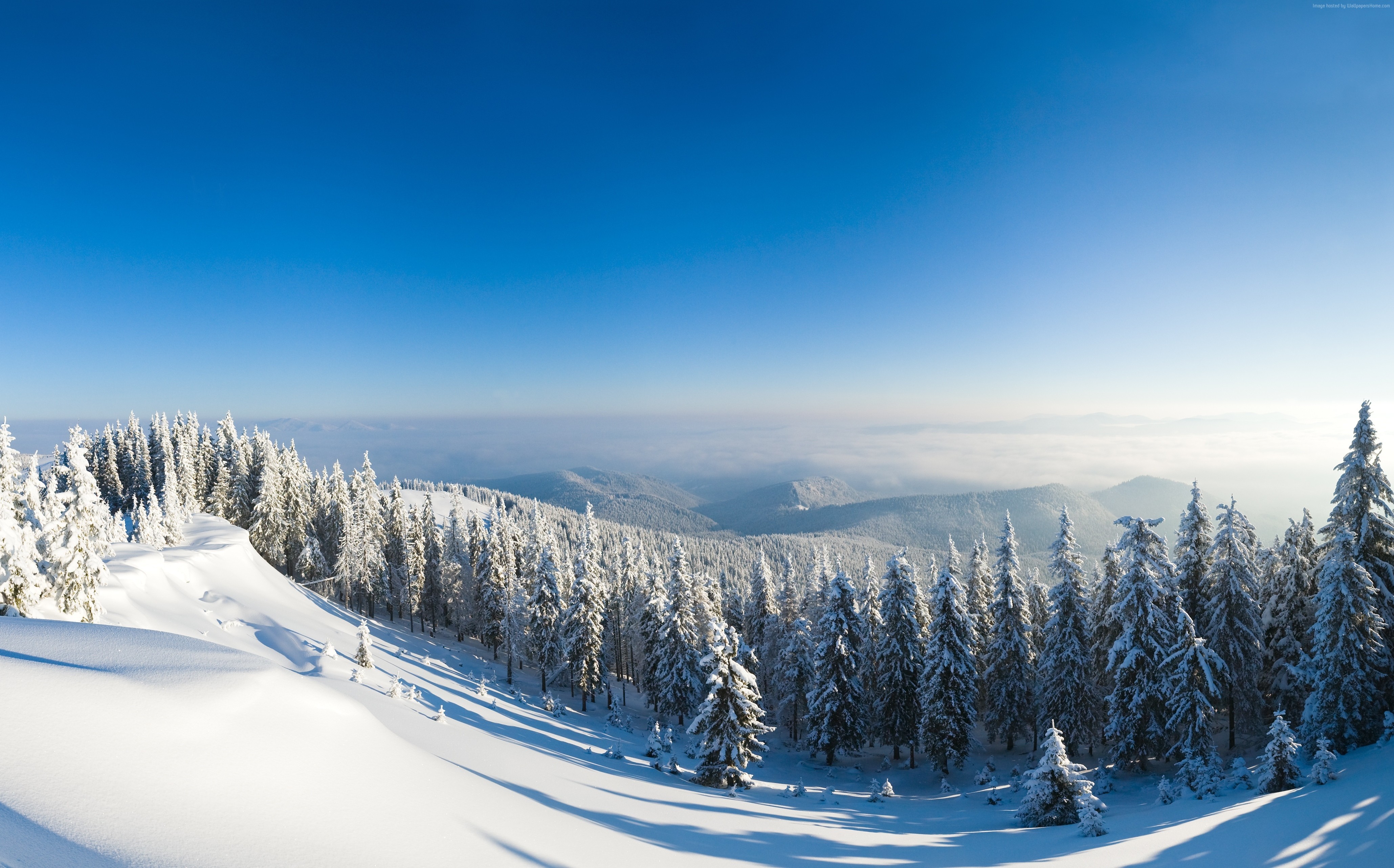 Snowy Forest 4K Wallpapers