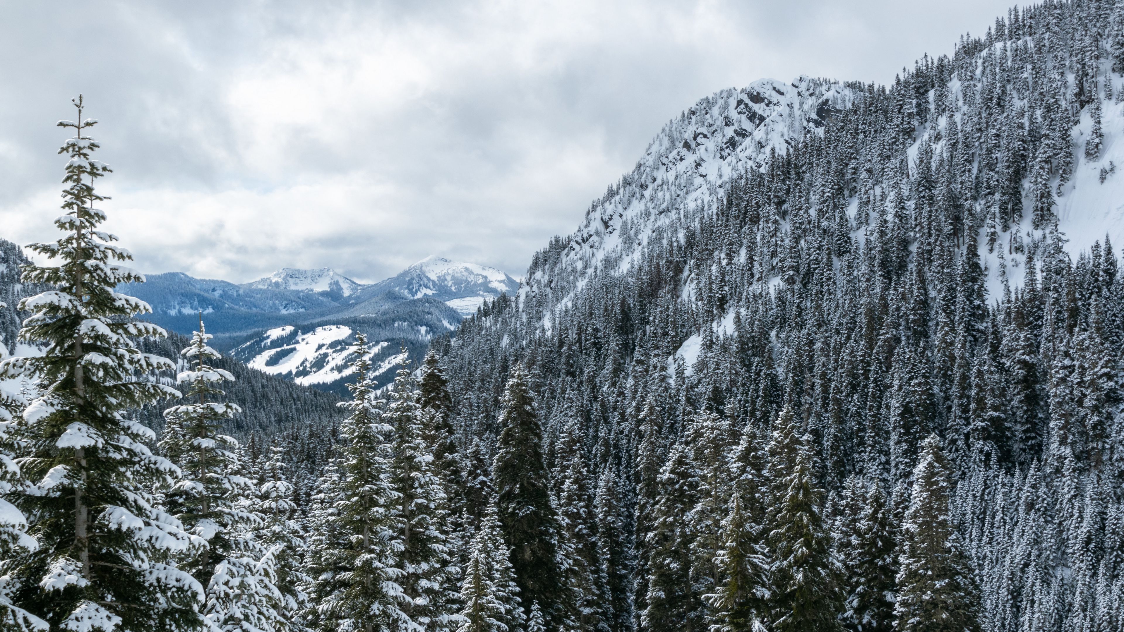 Snowy Forest 4K Wallpapers