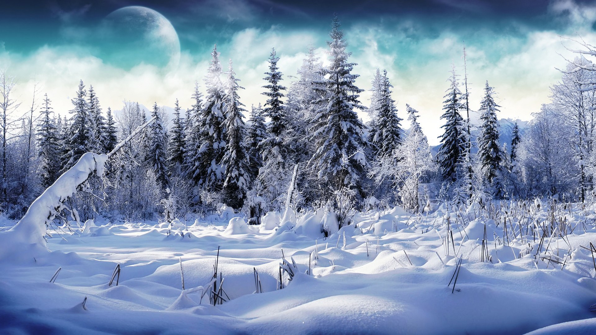 Snowy Forest 4K Wallpapers