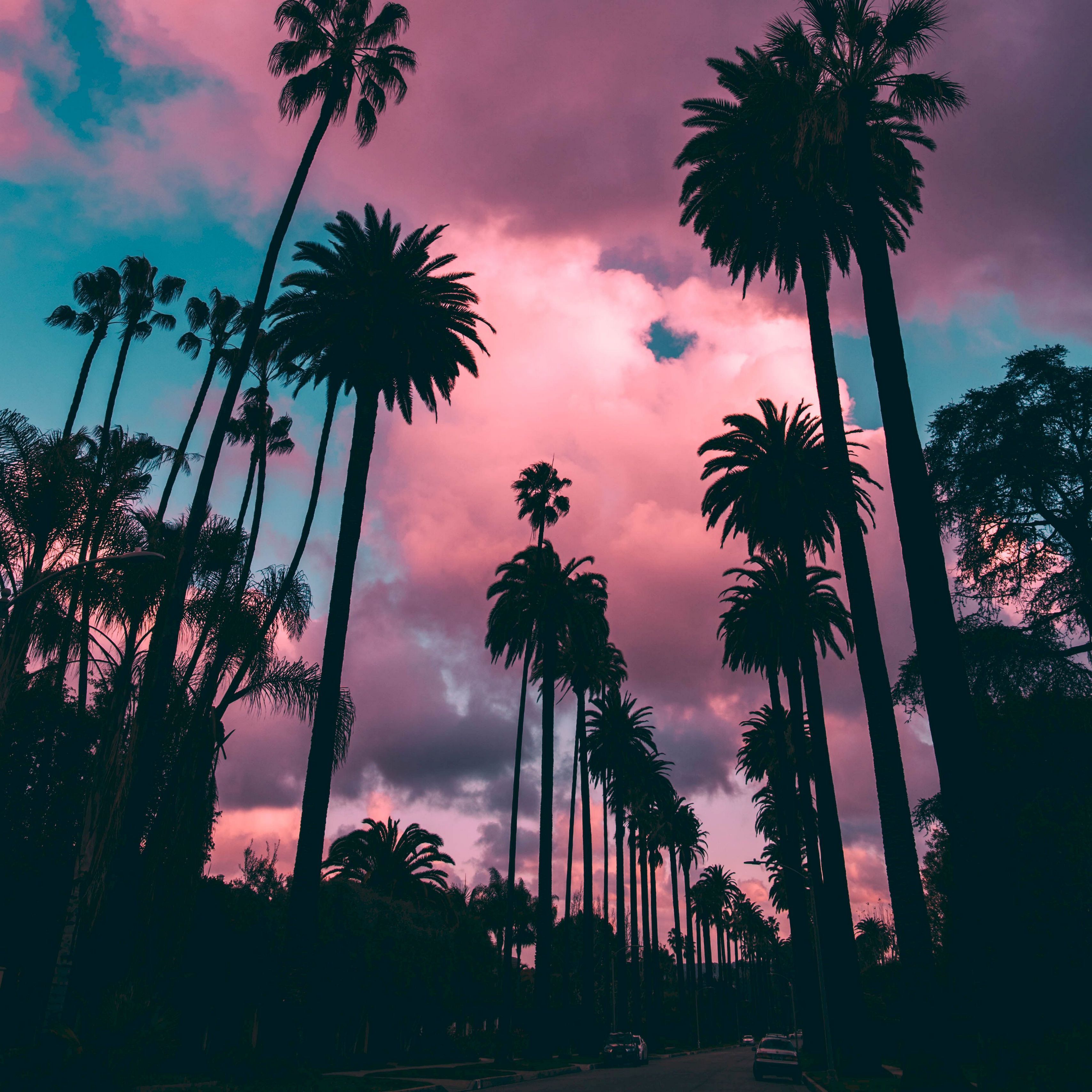 Spring Trees And Sunset Wallpapers