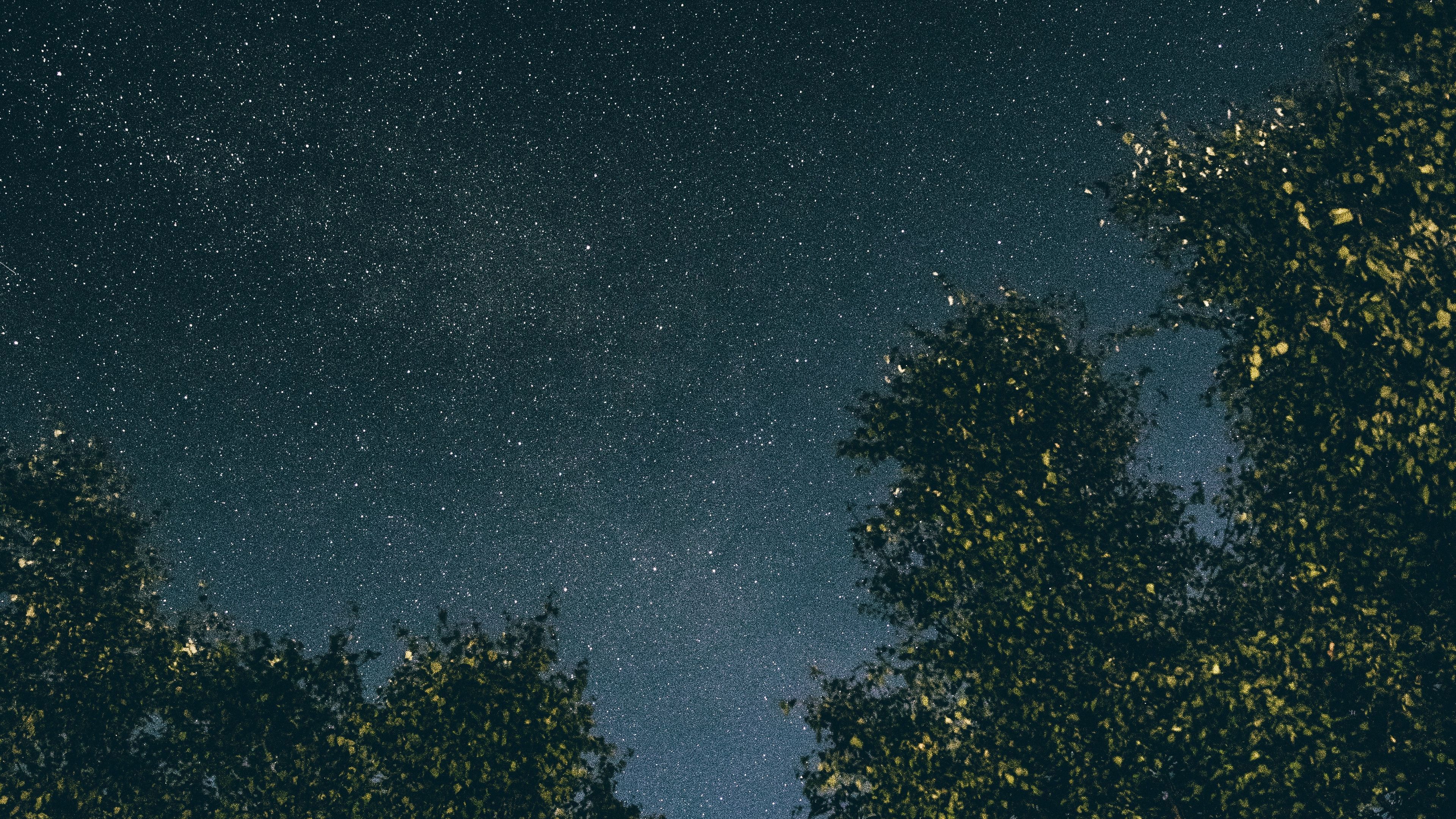 Stars And Trees In Starry Night Wallpapers