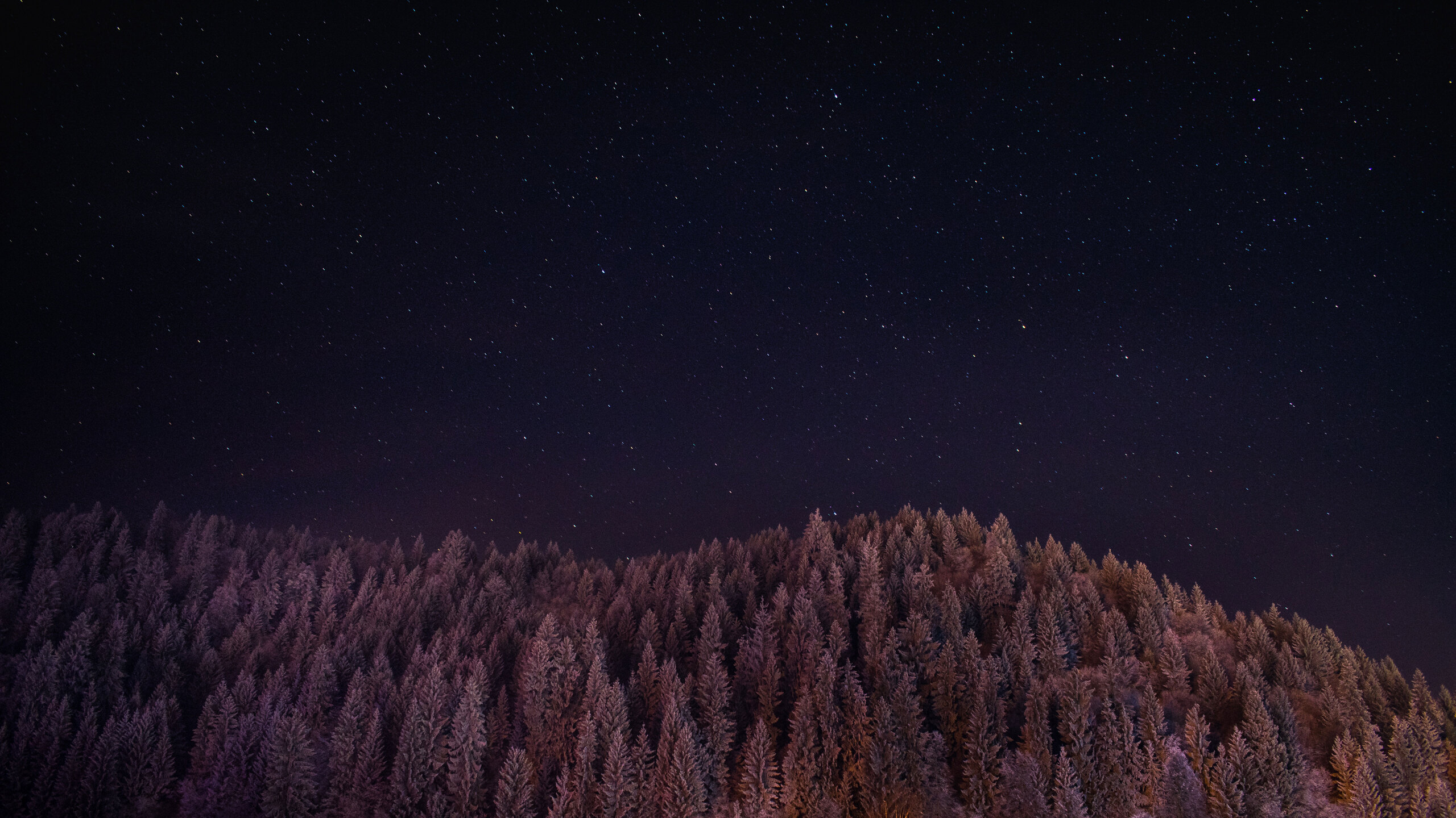 Stars Trees Night Dark Sky Wallpapers