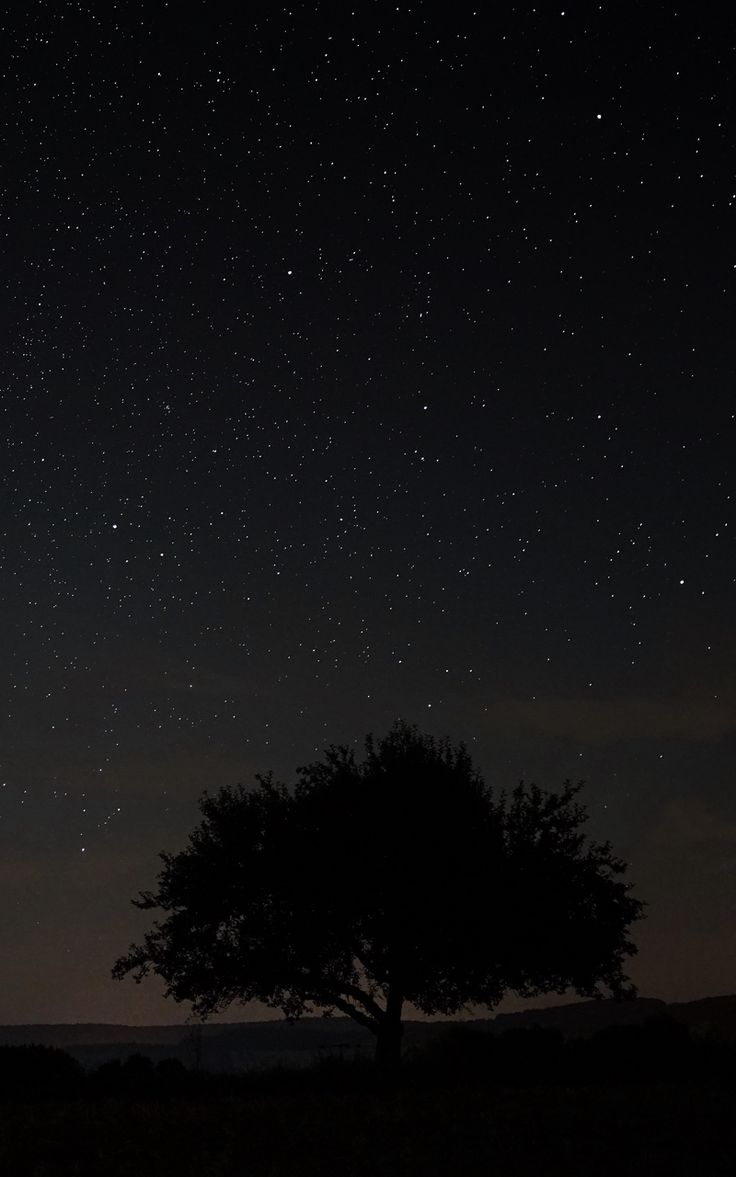 Stars Trees Night Dark Sky Wallpapers