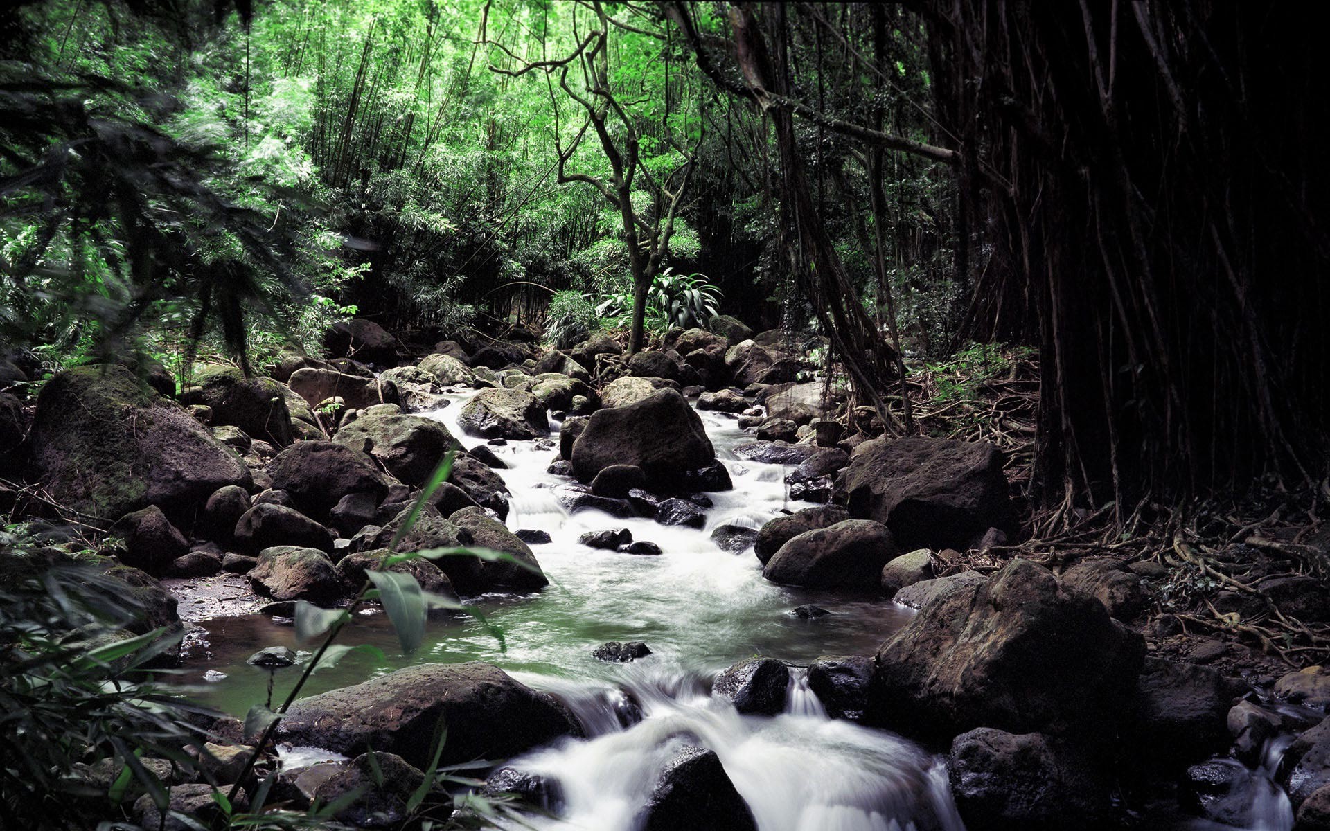 Stream Forest Wallpapers