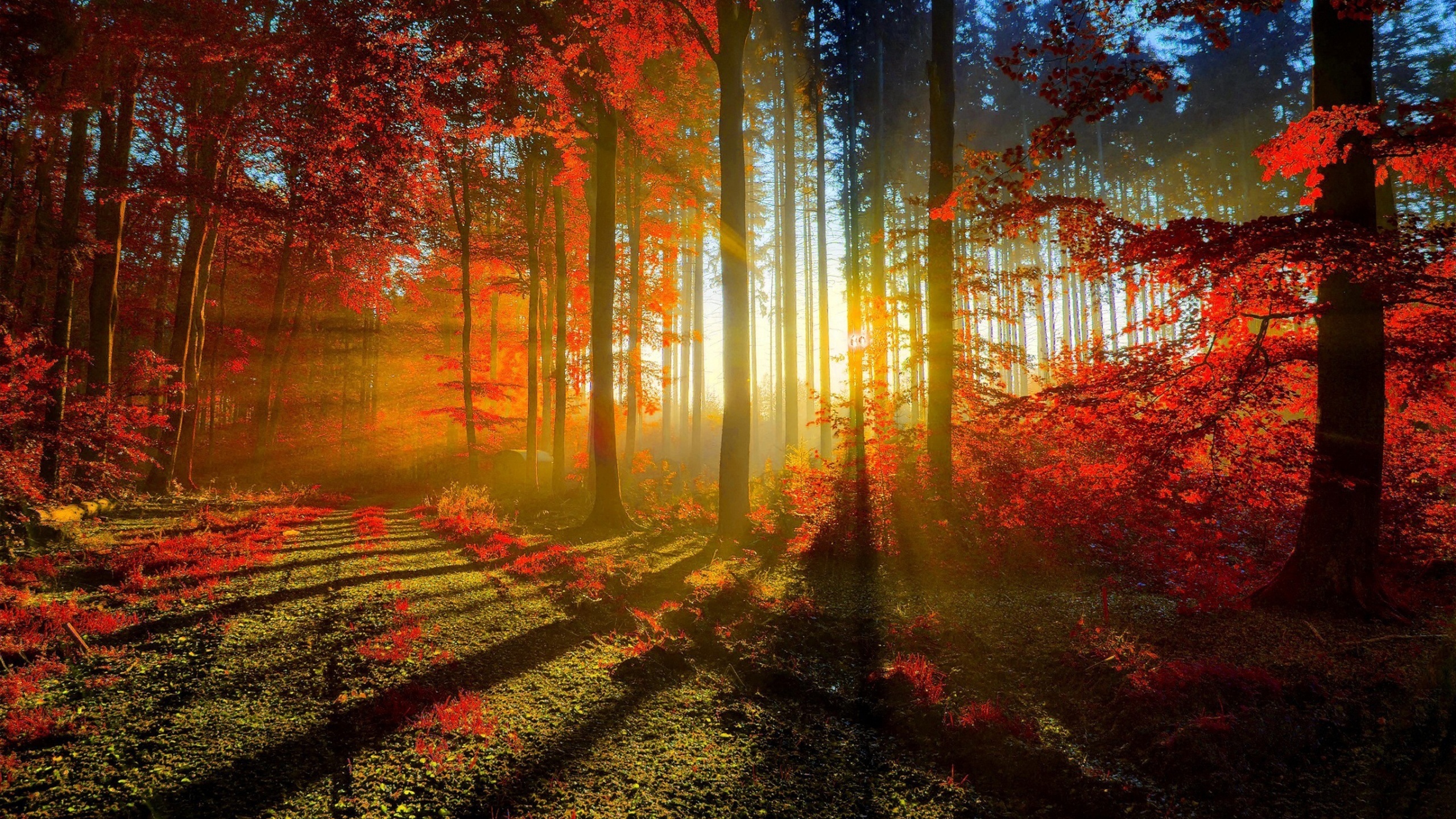 Sunbeams In Woods Wallpapers