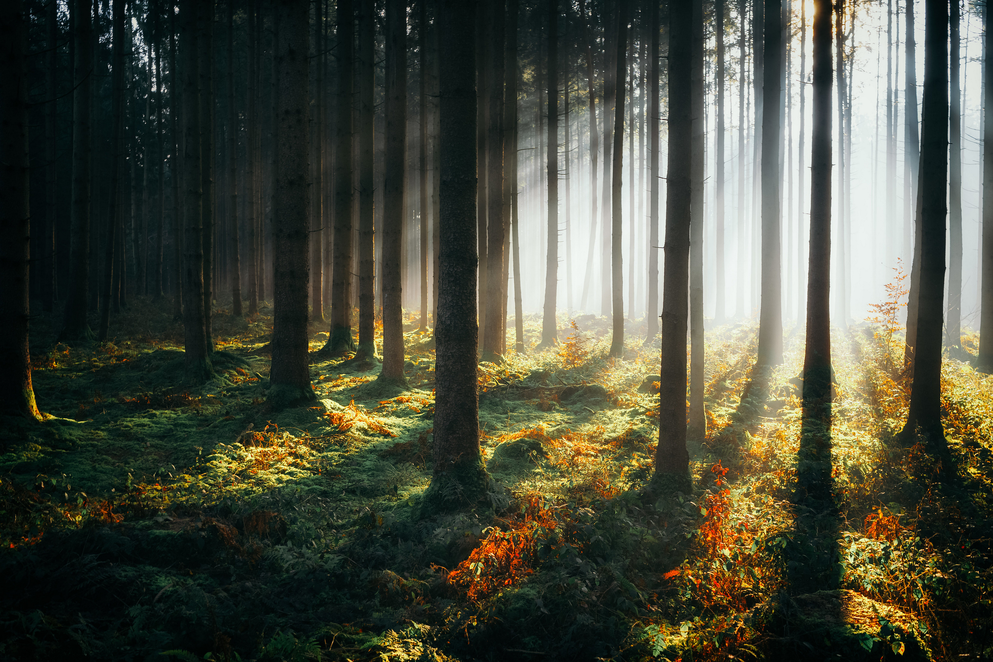 Sunbeams In Woods Wallpapers