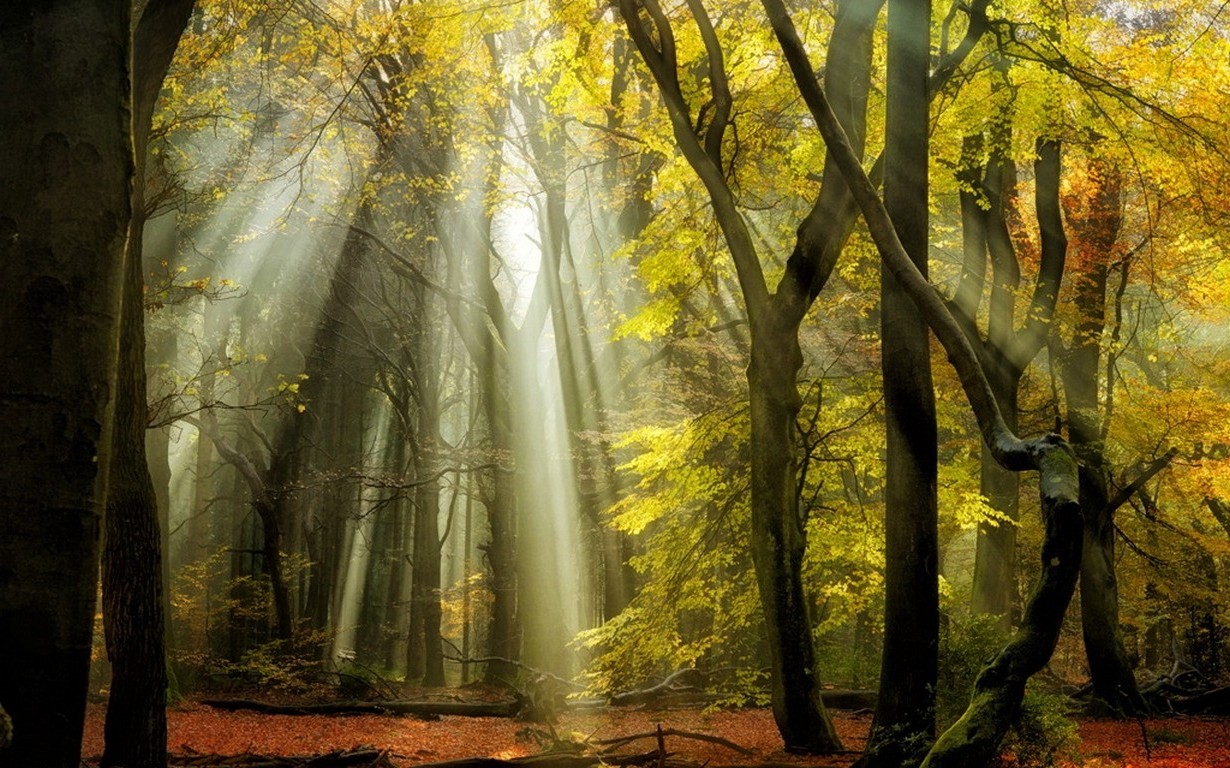 Sunbeams In Woods Wallpapers