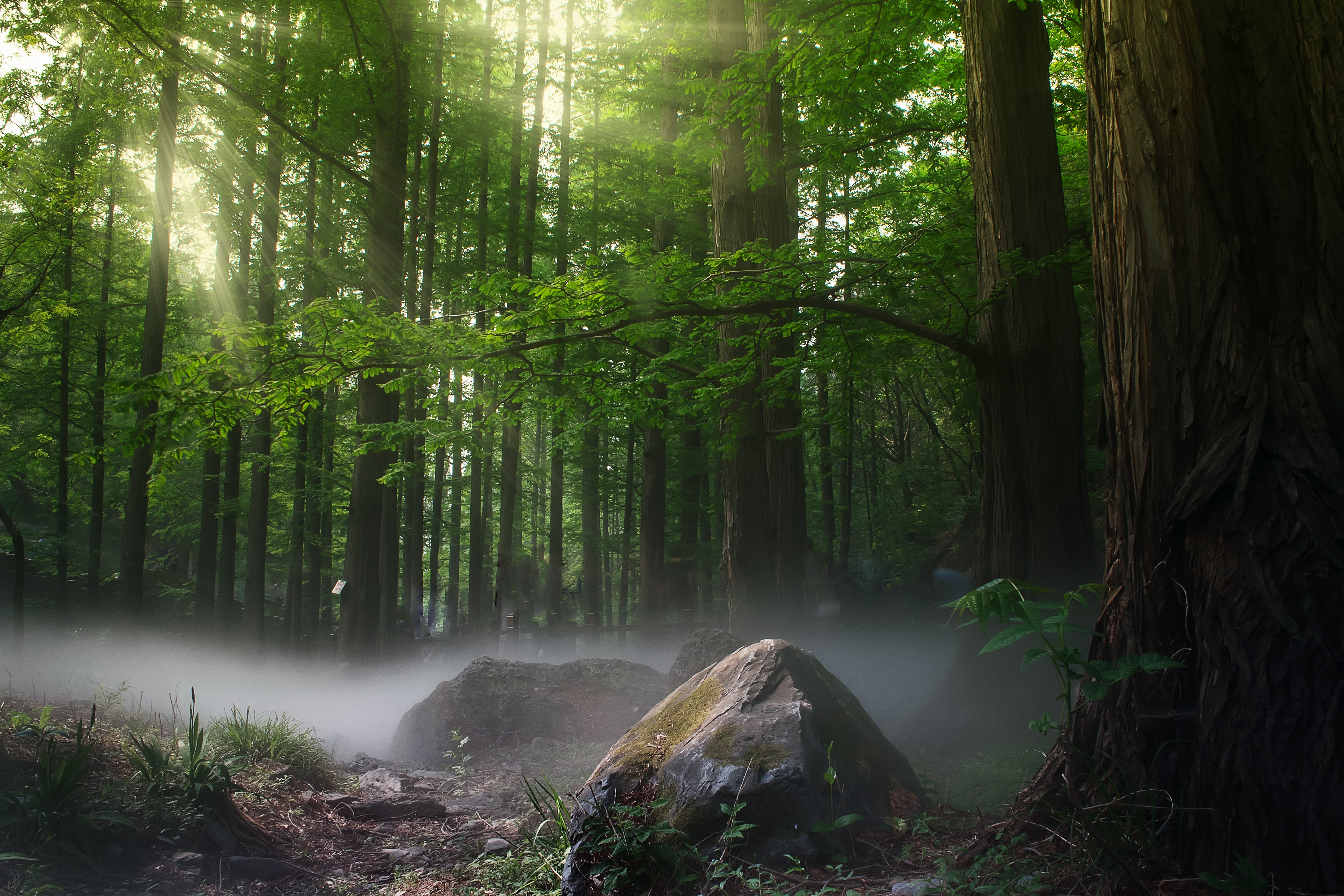 Sunbeams In Woods Wallpapers