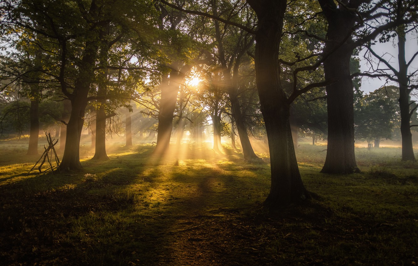 Sunbeams In Woods Wallpapers