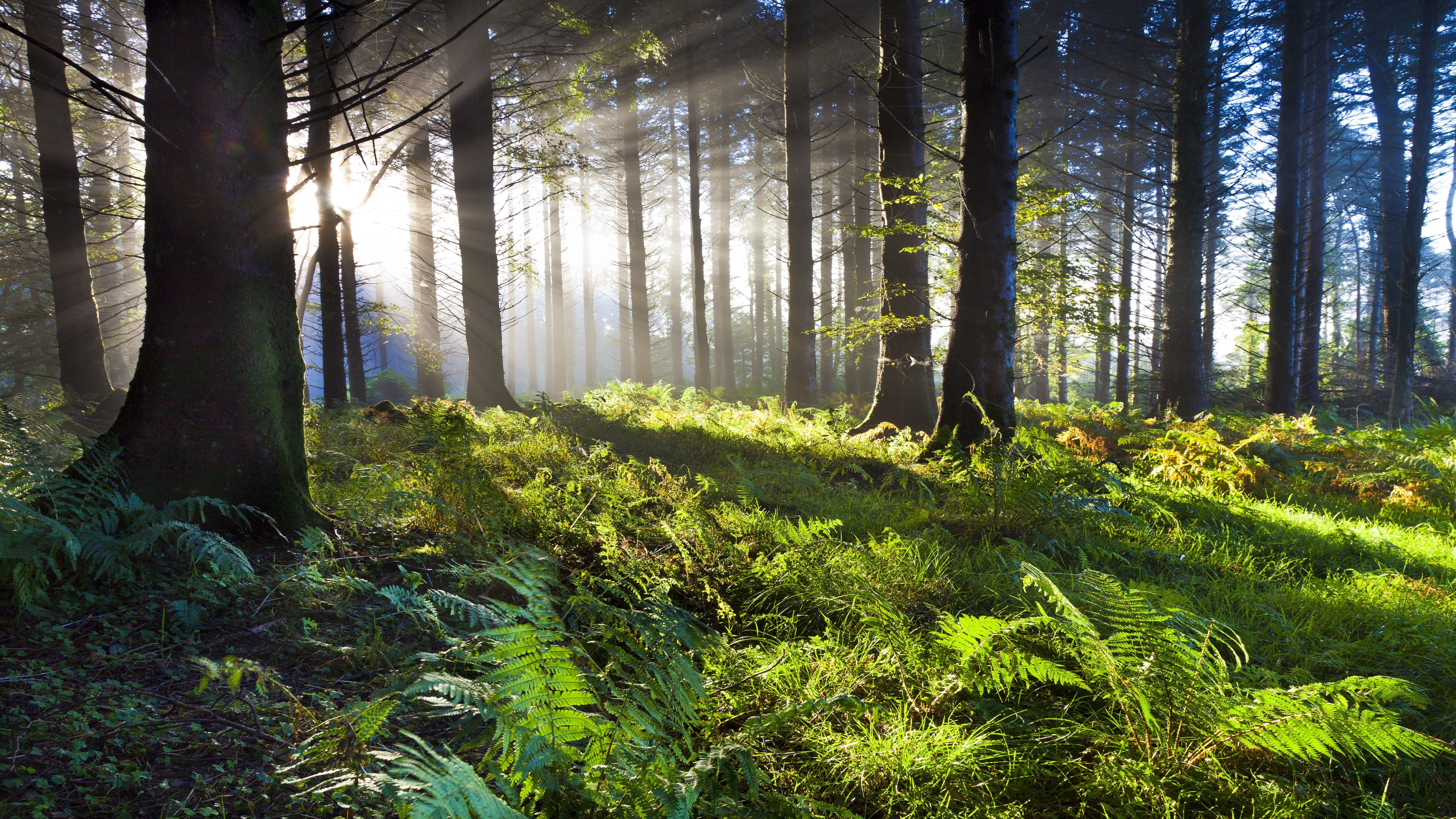 Sunbeams In Woods Wallpapers