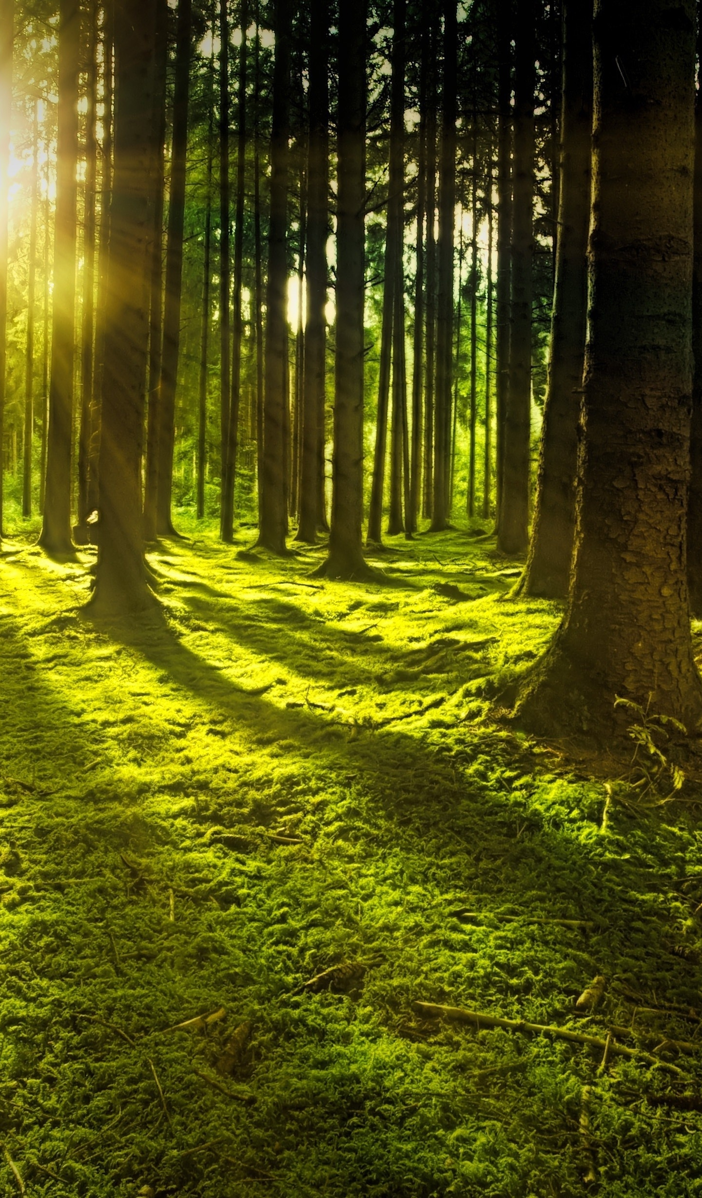 Sunbeams In Woods Wallpapers