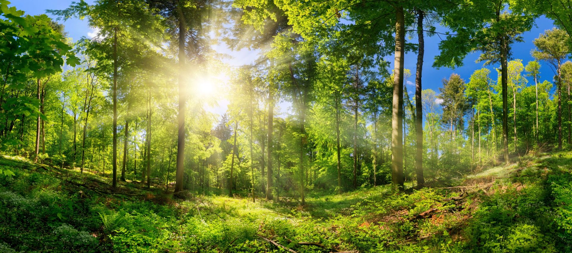 Sunbeams In Woods Wallpapers