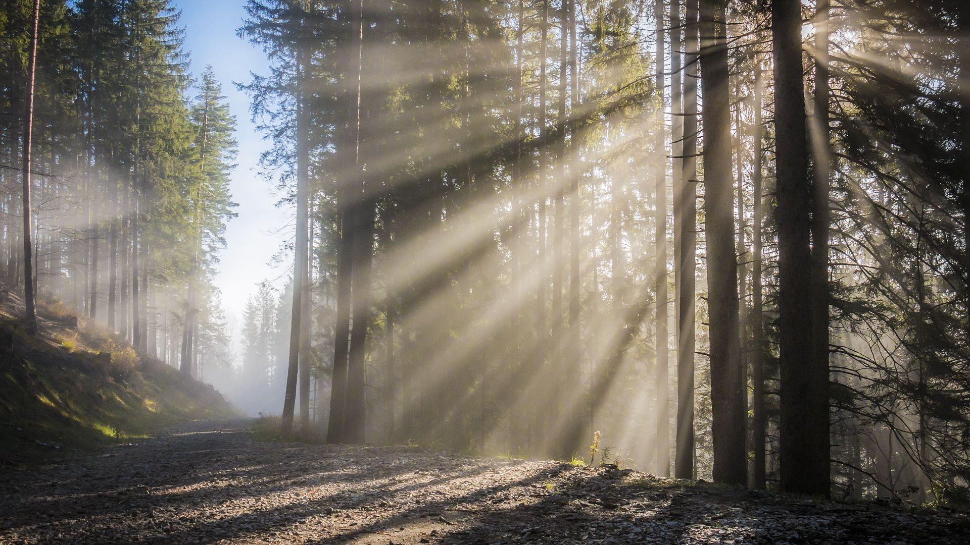 Sunbeams In Woods Wallpapers