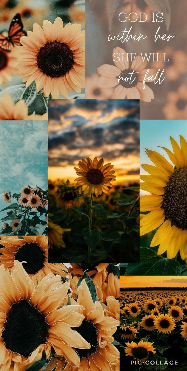 Sunflower Wallpapers