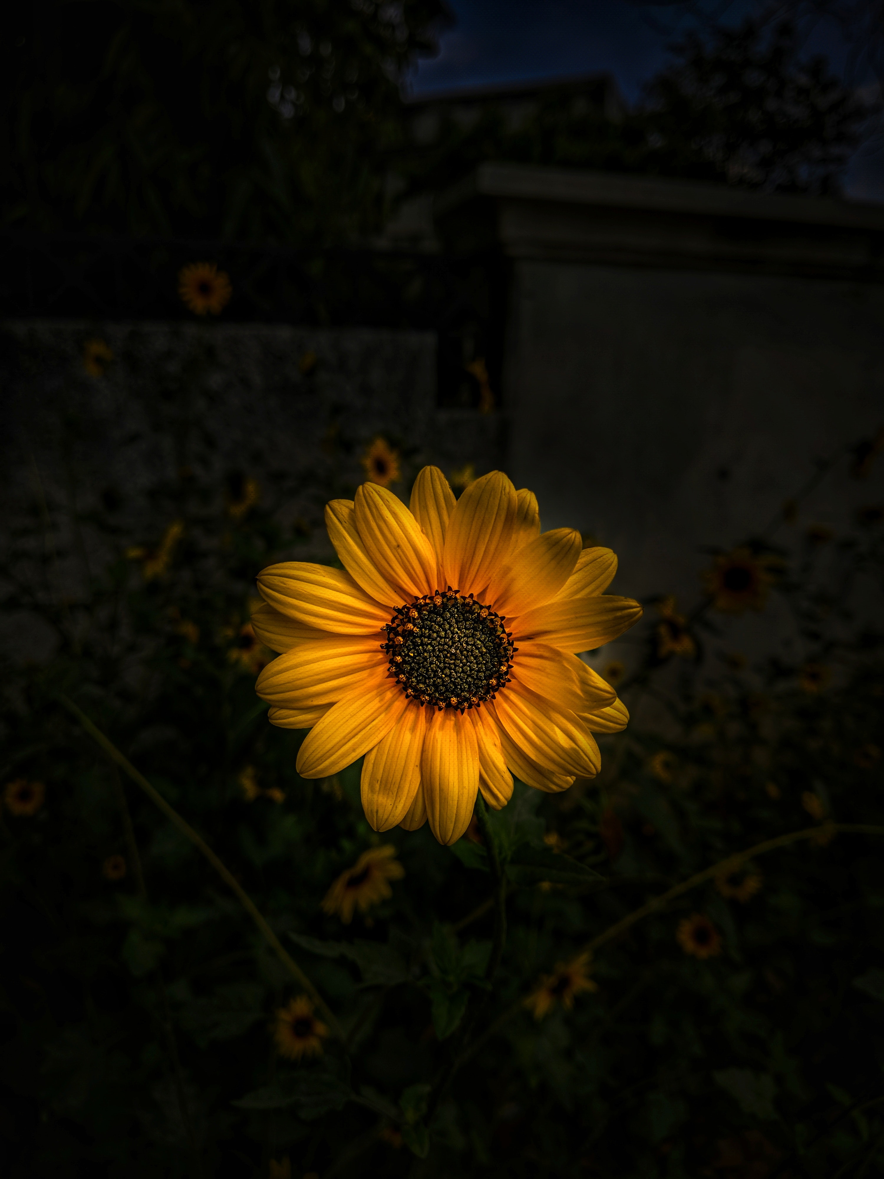 Sunflower Wallpapers